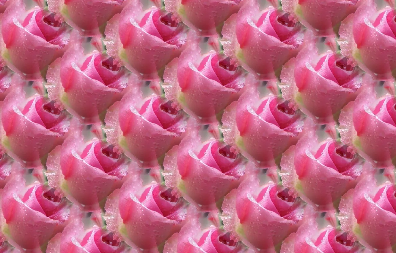 Photo wallpaper Rosa, background, roses, texture, Pink rose
