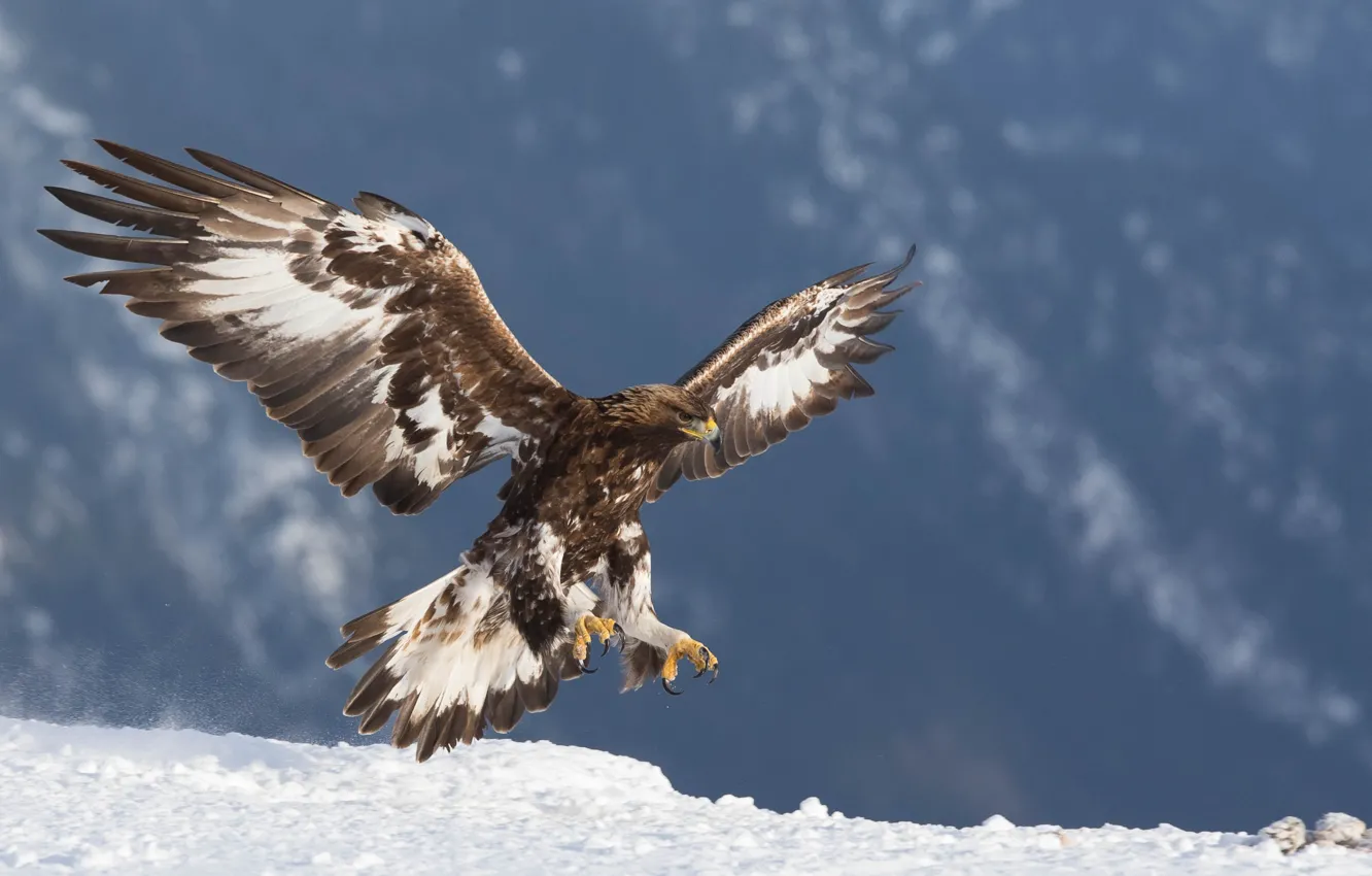 Photo wallpaper bird, predator, Eagle, Golden eagle, Golden Eagle