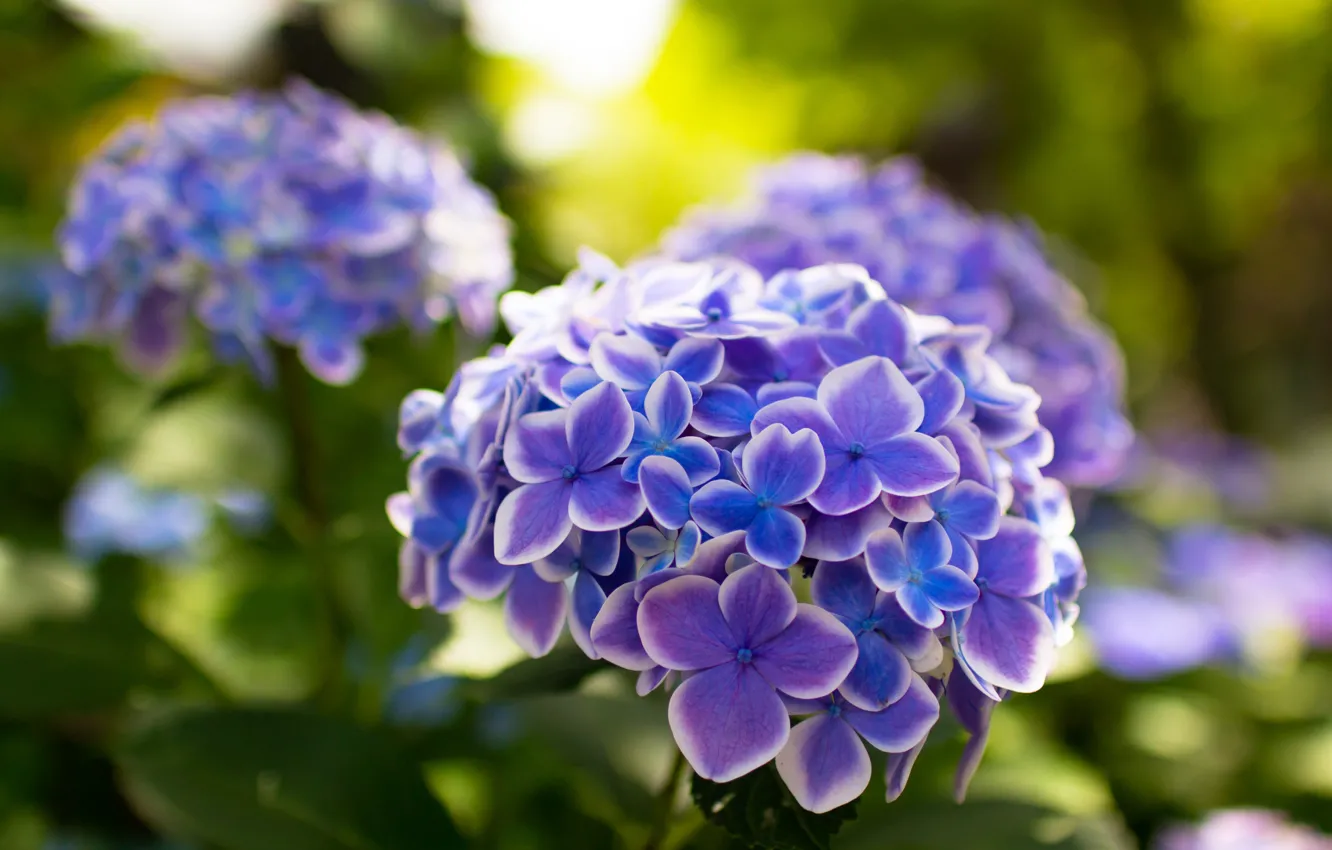 Photo wallpaper flowers, green, background, petals, lilac, bokeh, hydrangea