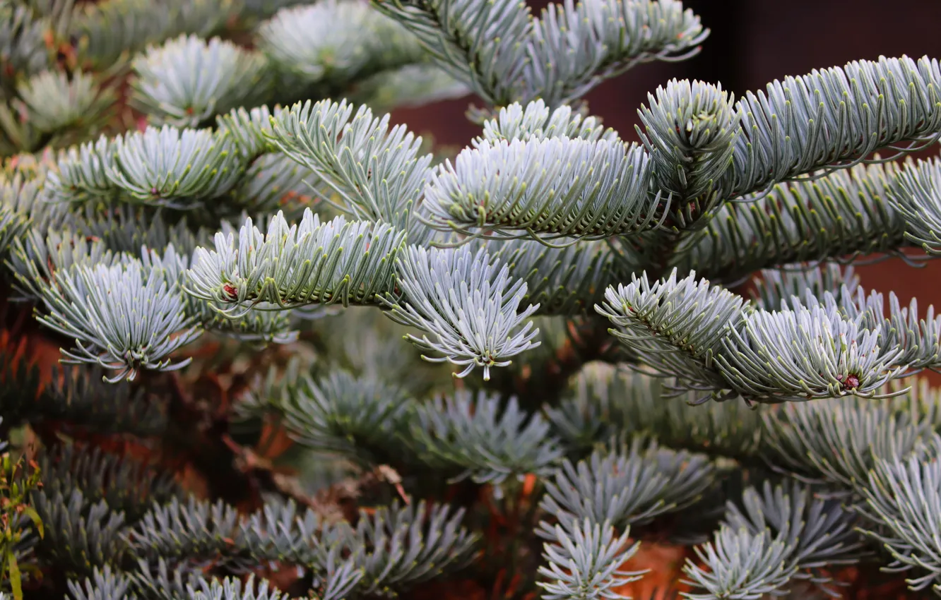 Photo wallpaper branches, spruce, herringbone, needles, bokeh, blue spruce