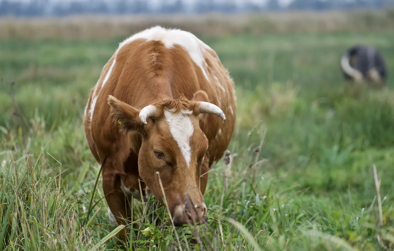Photo wallpaper nature, cows, cattle