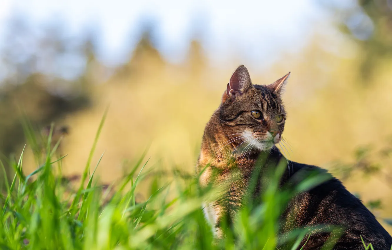 Photo wallpaper cat, grass, cat, look, light, nature, pose, grey
