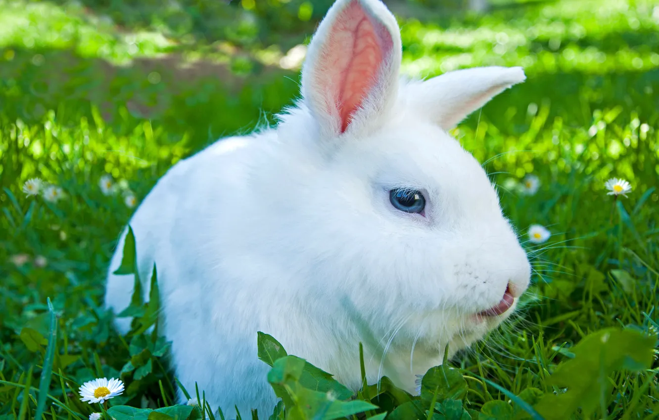 Photo wallpaper sweetheart, fur, rabbit, color, gentle