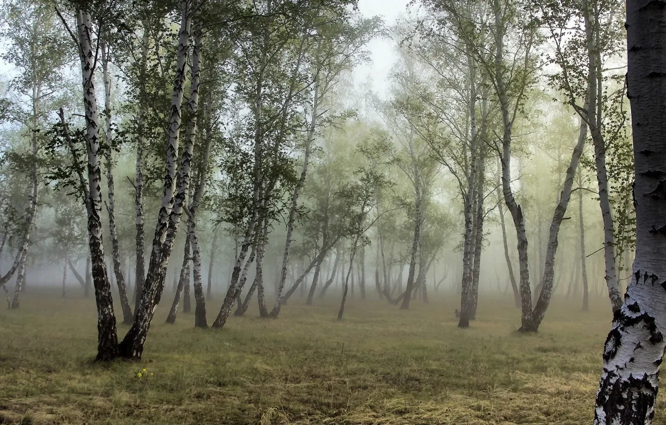 Photo wallpaper forest, fog, birch, grove