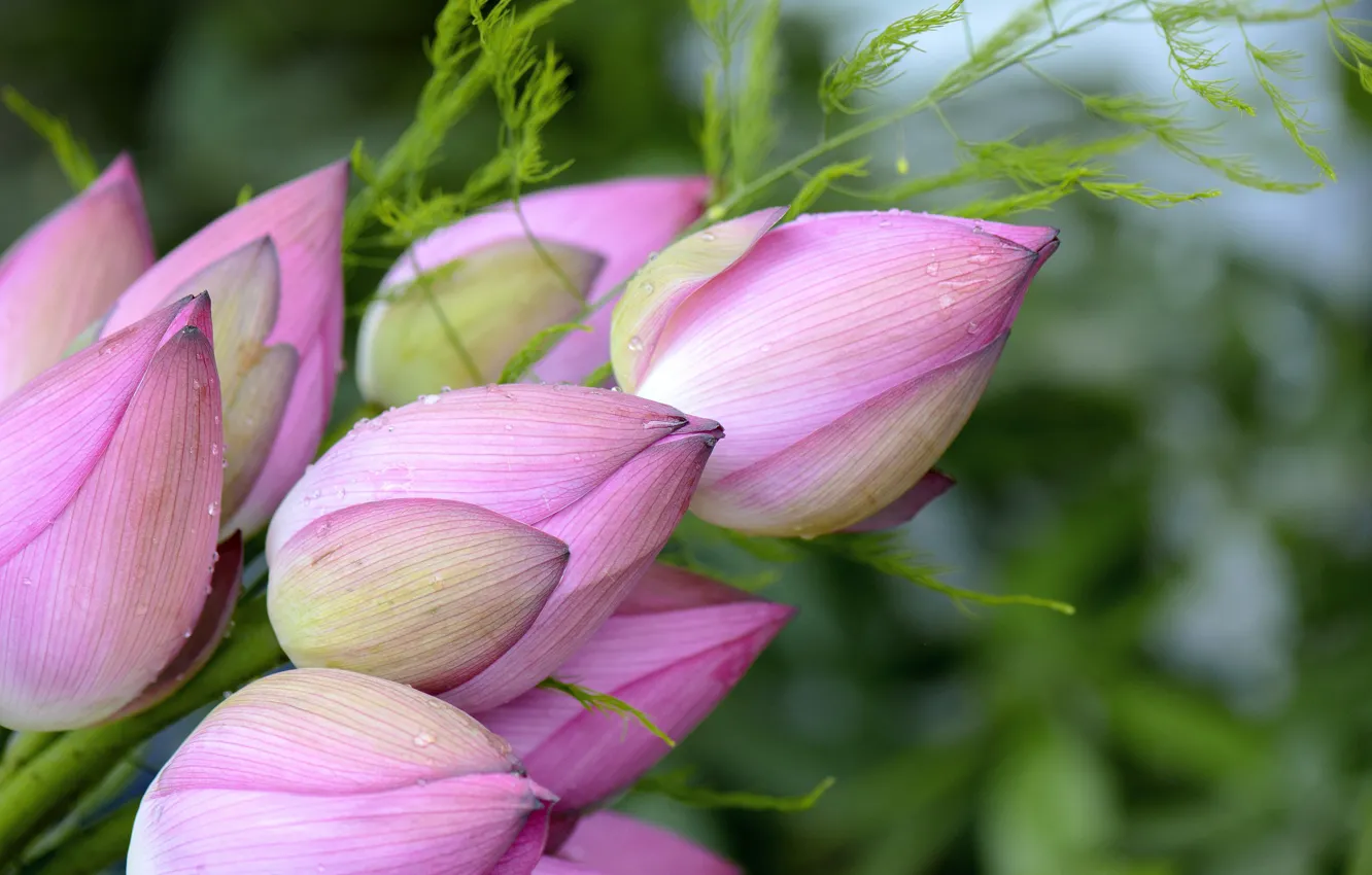 Photo wallpaper flowers, petals, Lotus, buds, flowering
