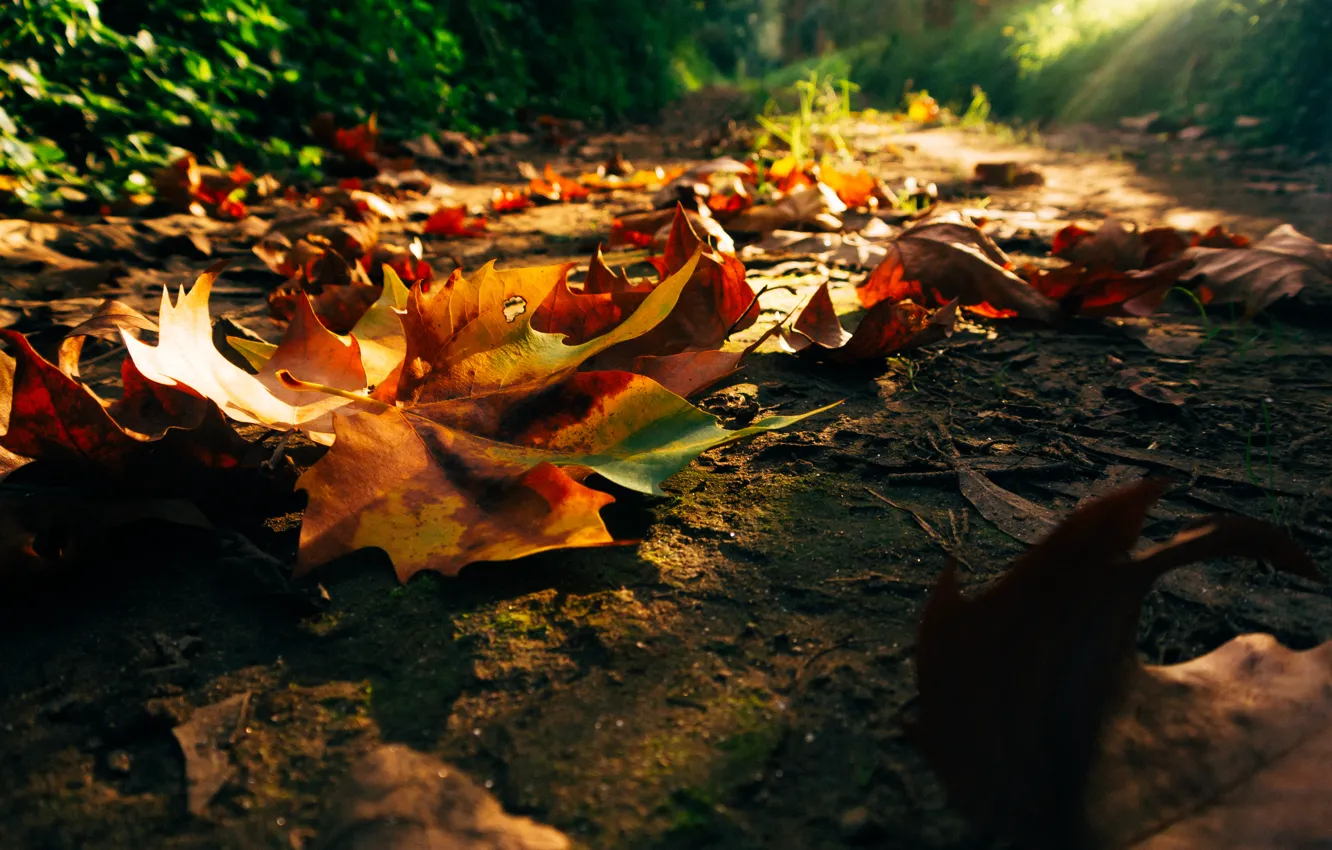 Photo wallpaper road, autumn, forest, leaves, trees, sunset, nature, Park