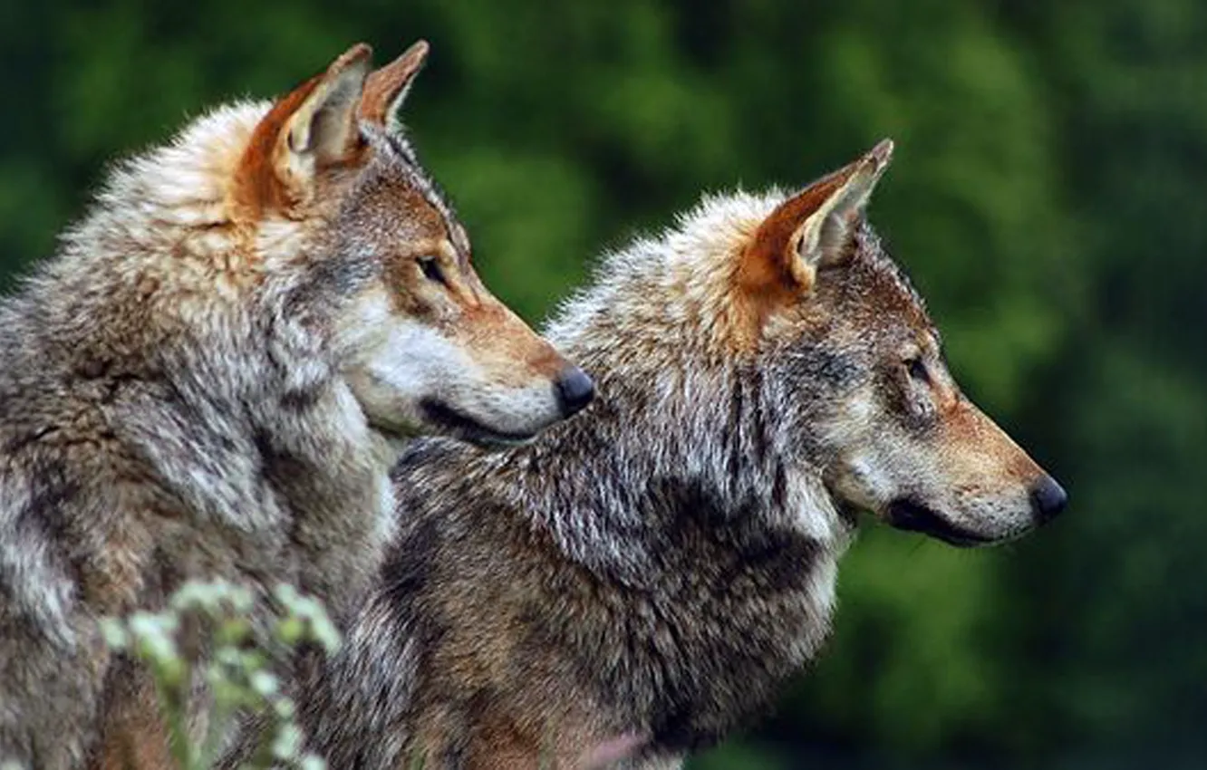 Photo wallpaper Predator, nature, animal, wolf, wildlife, portrait., Canis lupus. face • wolf • portrait • predator