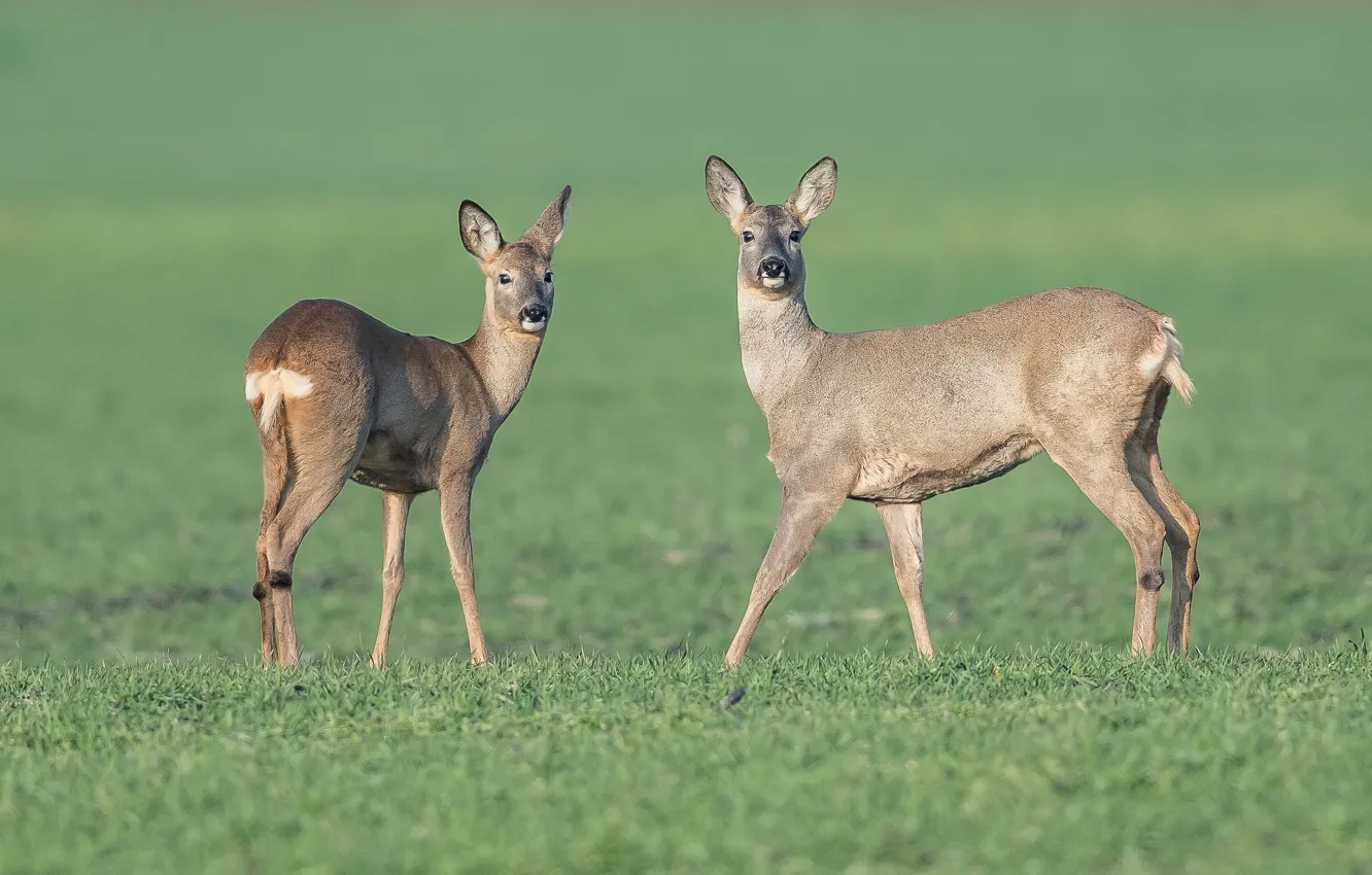 Photo wallpaper grass, nature, animal, deer, pair