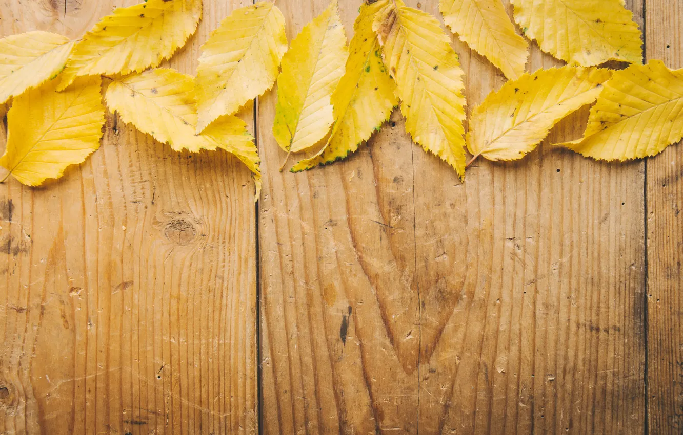 Photo wallpaper autumn, leaves, background, tree, Board, yellow, wood, background