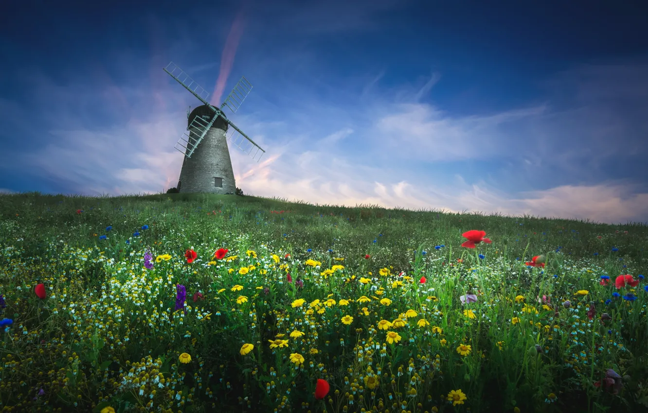 Photo wallpaper field, summer, flowers, mill