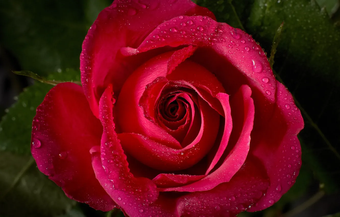 Photo wallpaper drops, macro, roses