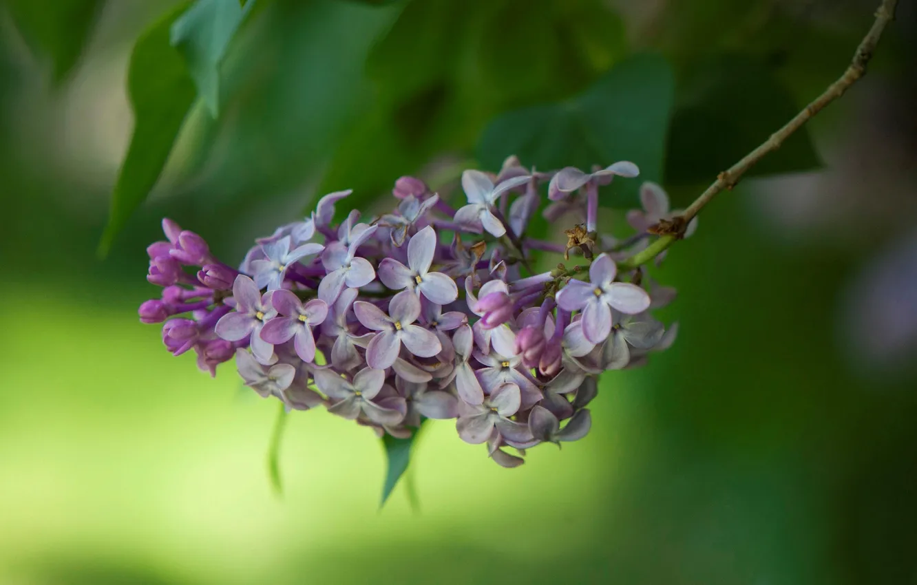 Photo wallpaper nature, petals, lilac, inflorescence