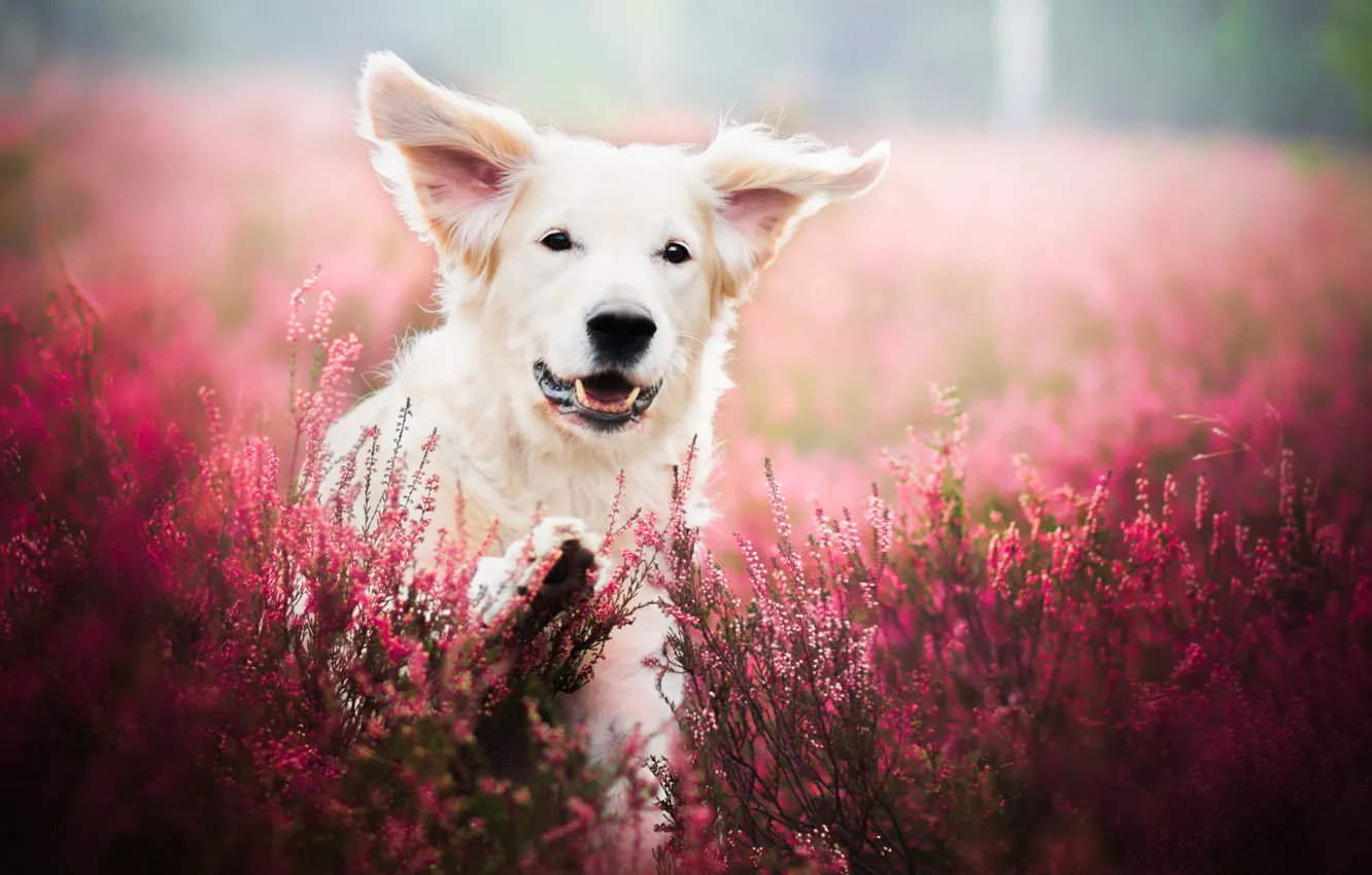 Photo wallpaper field, flowers, nature, animal, dog, lavender, dog