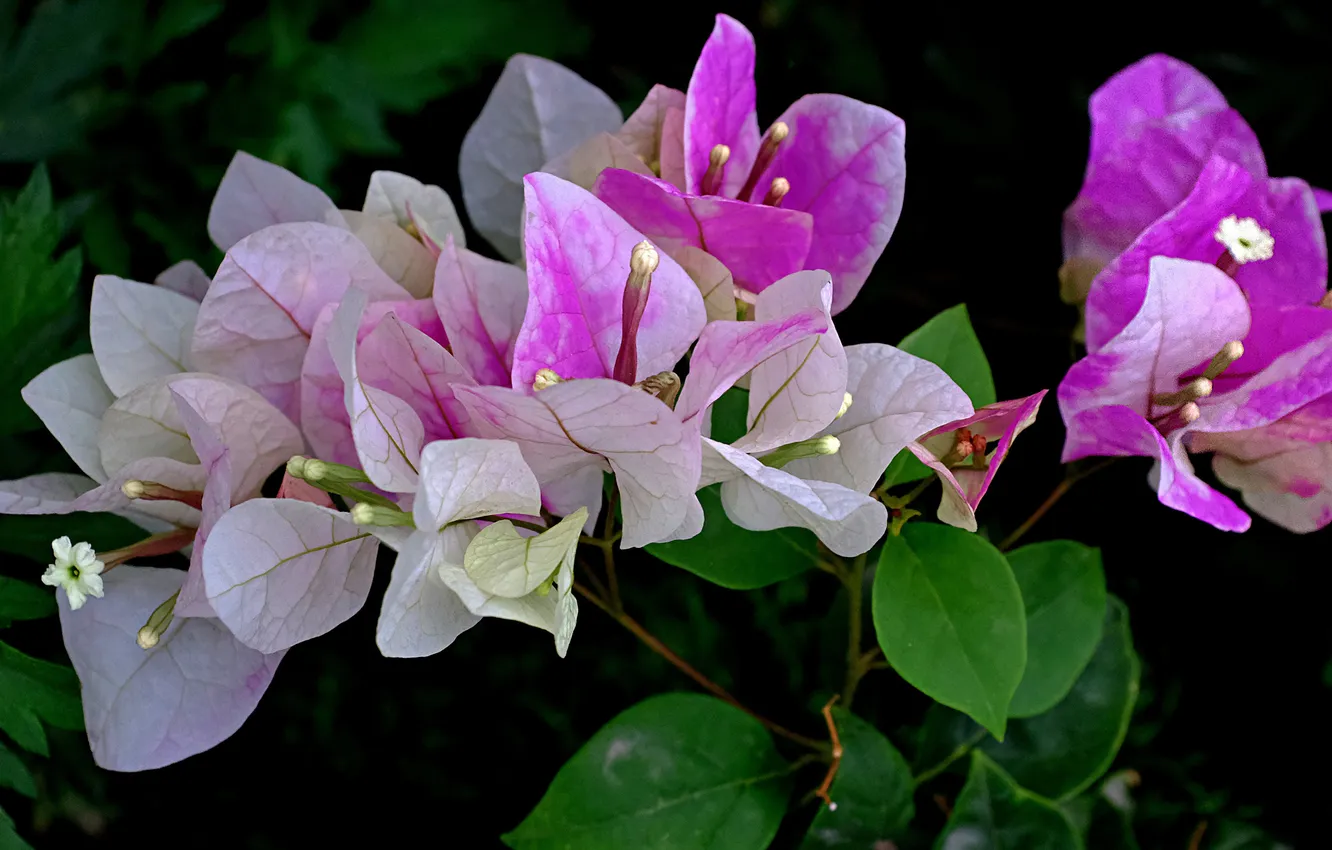 Photo wallpaper leaves, flowers, branches, black background, flowering, lilac, bougainvillea