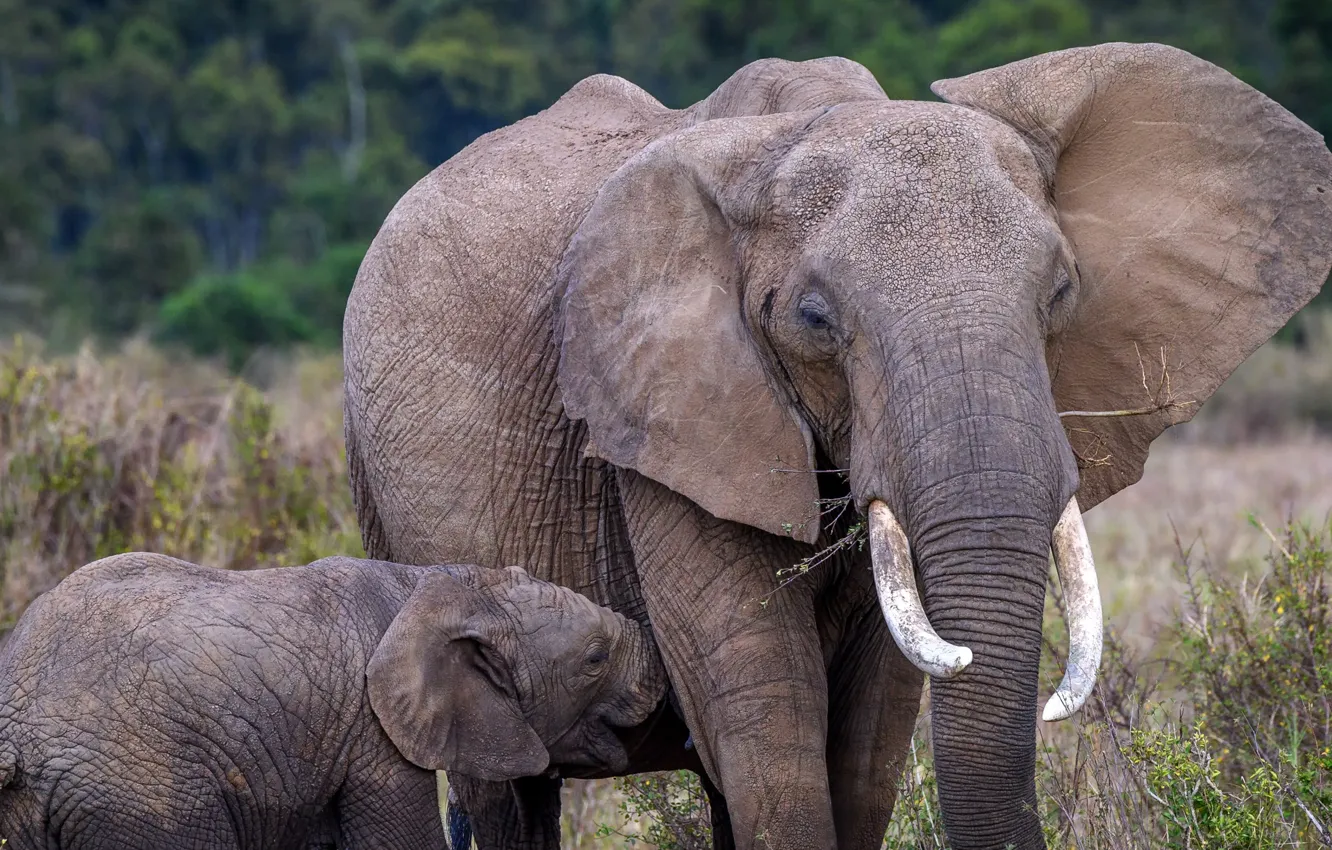 Photo wallpaper nature, elephant, Africa, elephant