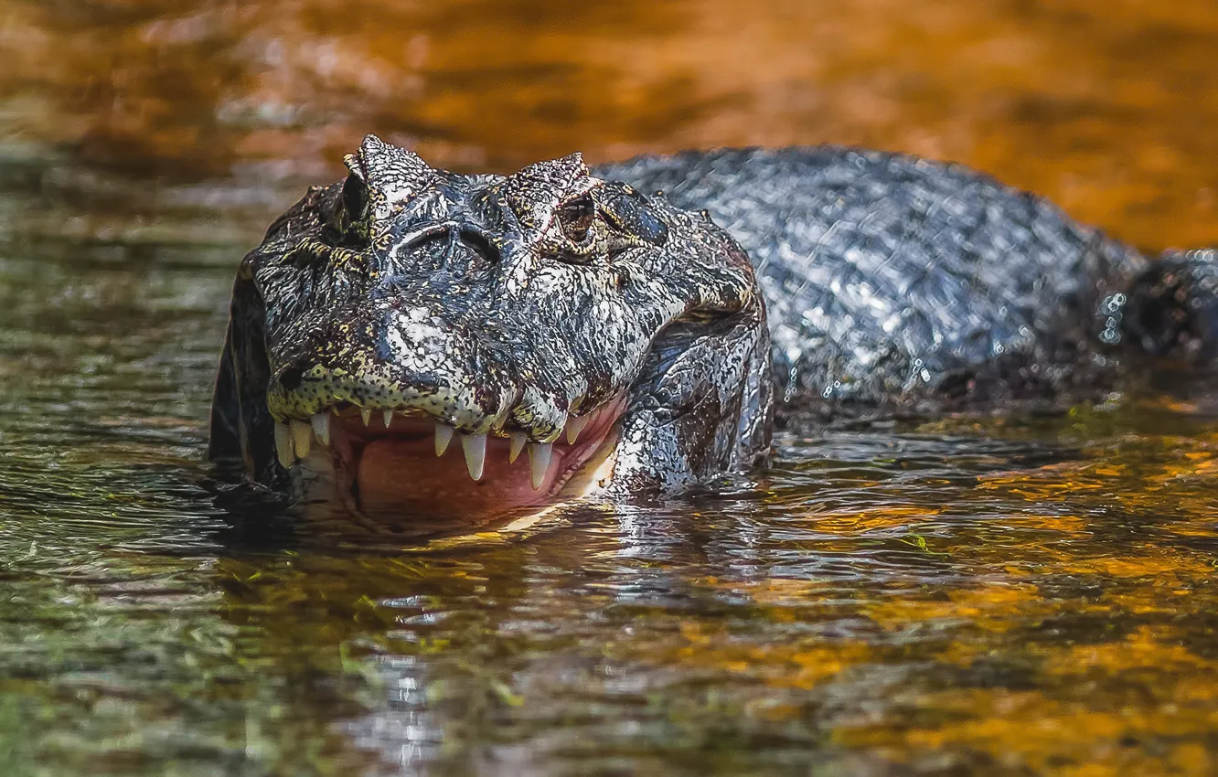Photo wallpaper face, water, Alligator
