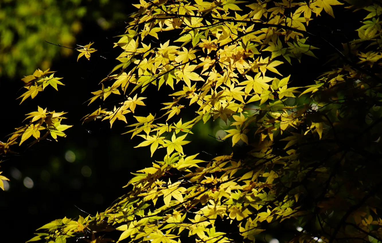 Photo wallpaper leaves, light, trees, green, foliage, shadow, maple, crown