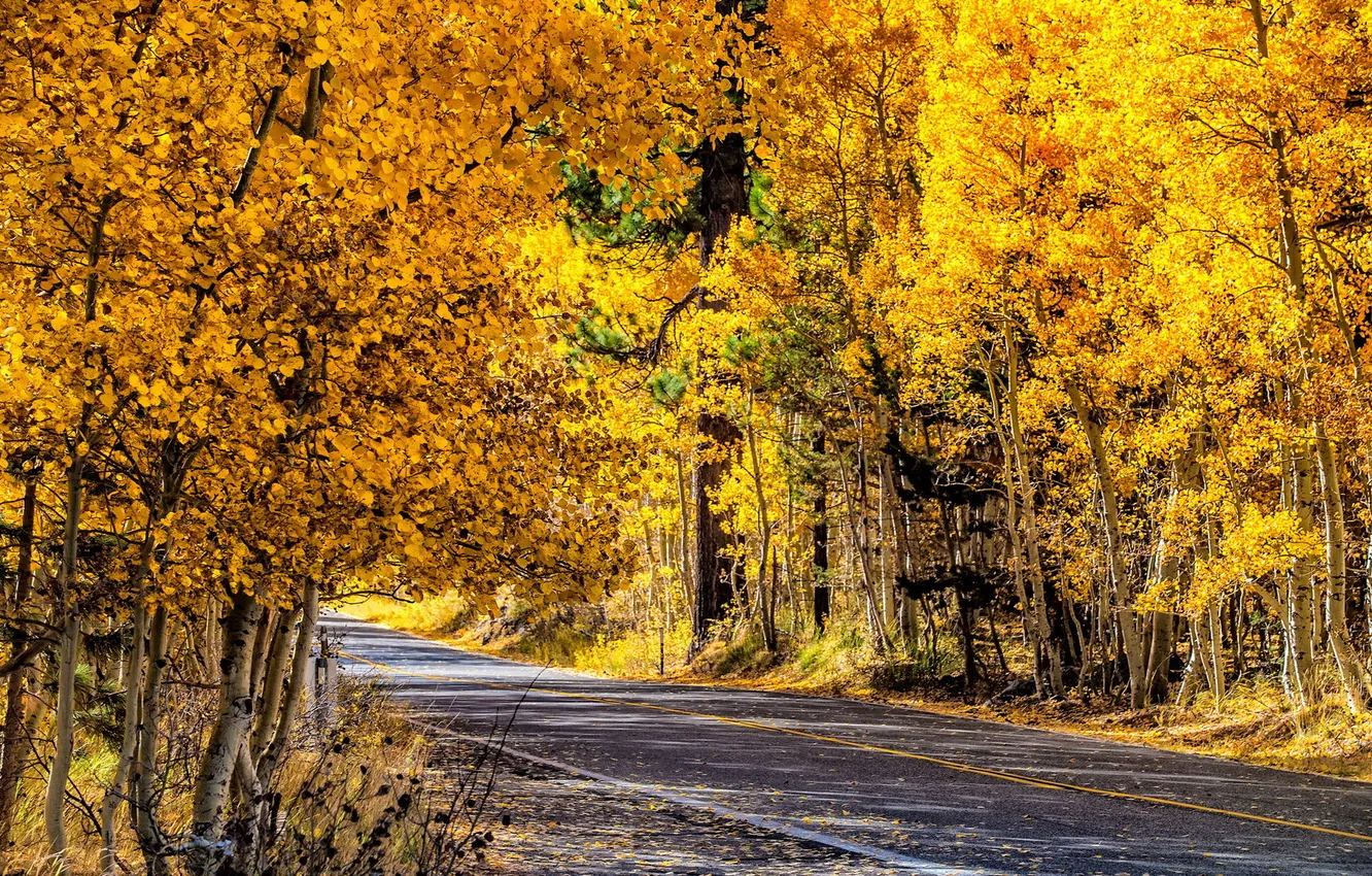 Photo wallpaper road, autumn, landscape