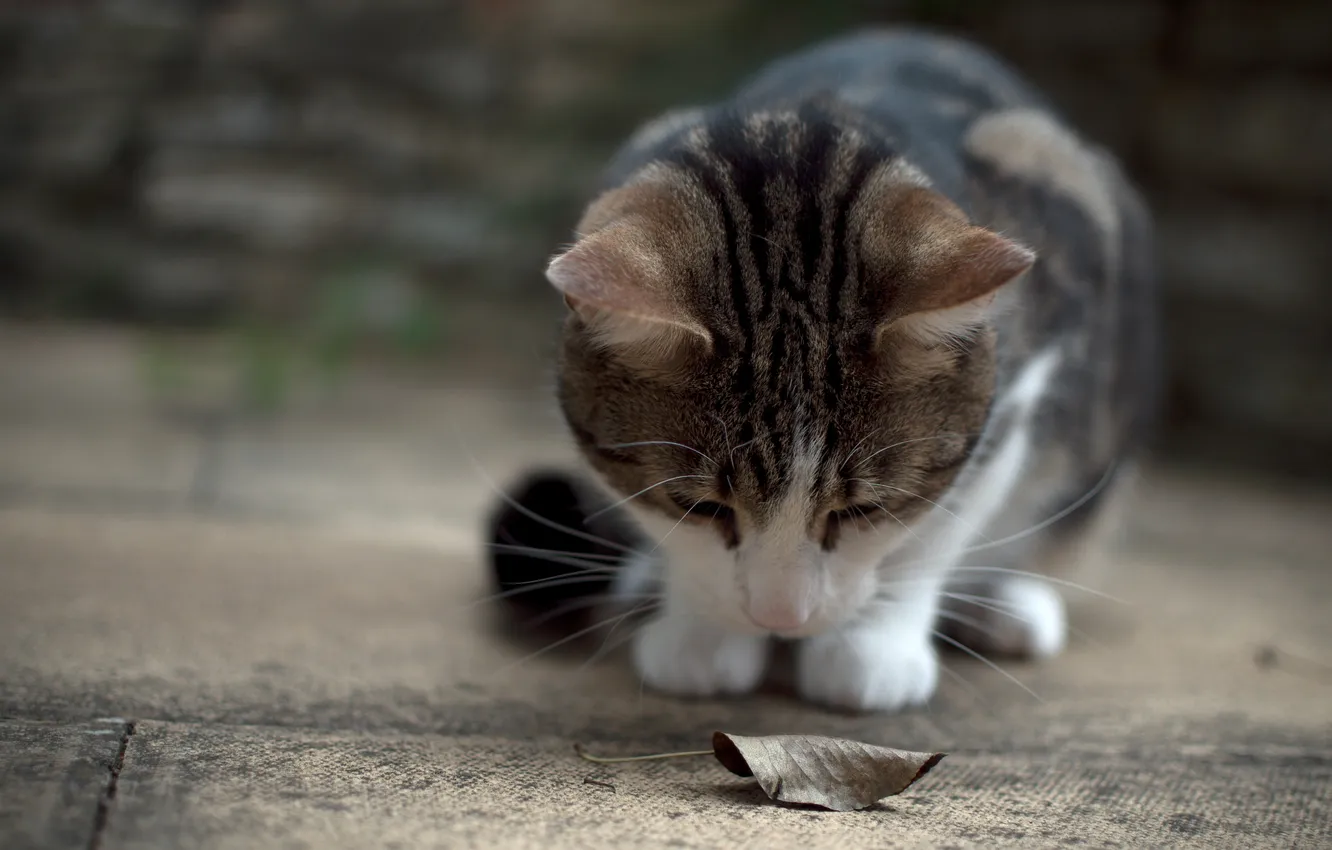 Photo wallpaper cat, leaves, earth, attention, Dry