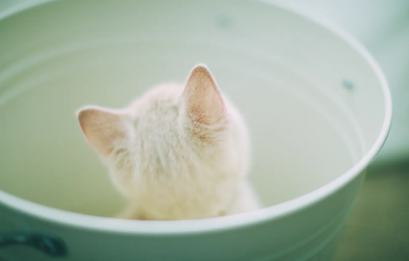 Photo wallpaper cat, light, bucket