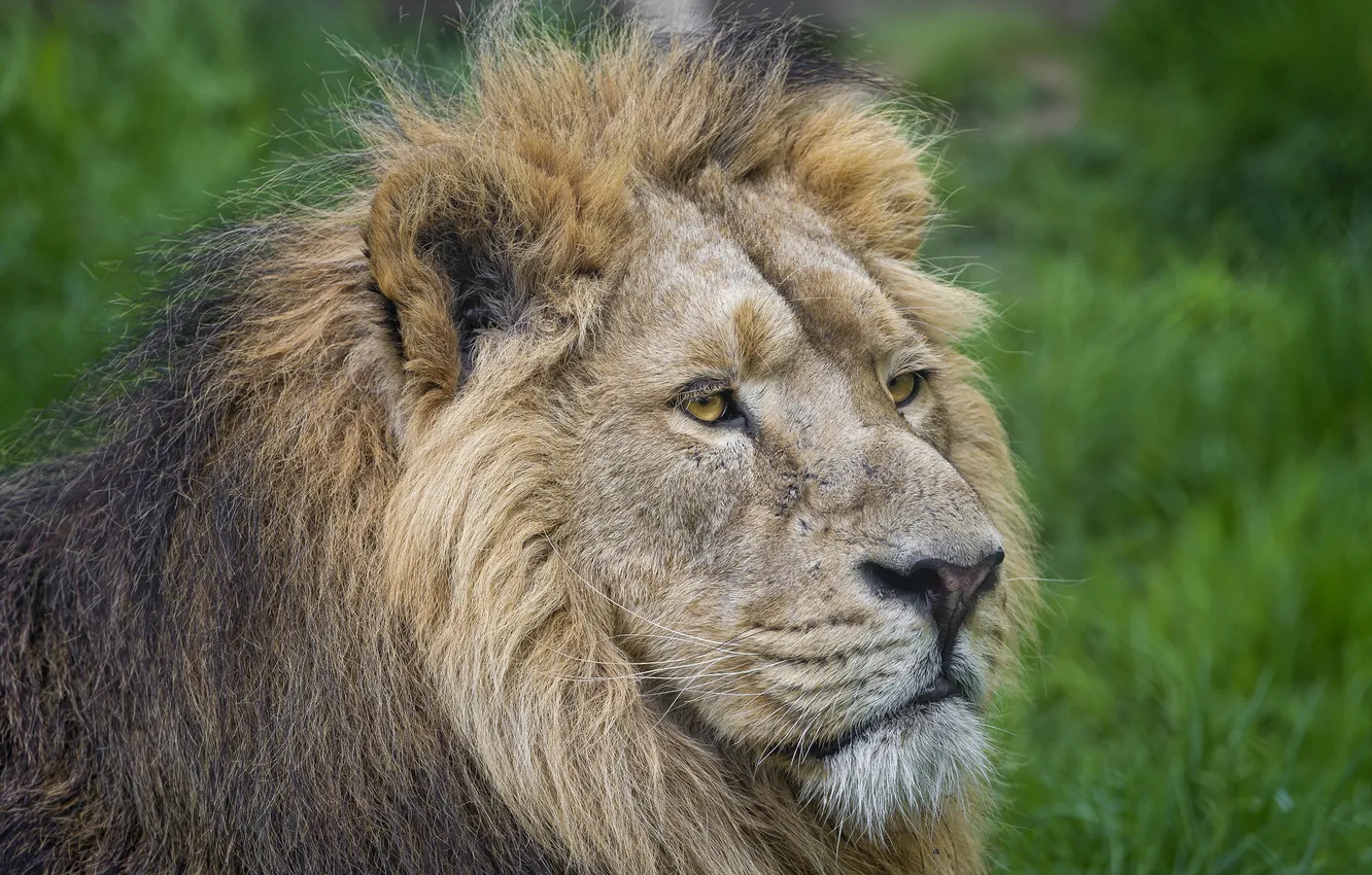 Photo wallpaper cat, face, Leo, mane, ©Tambako The Jaguar