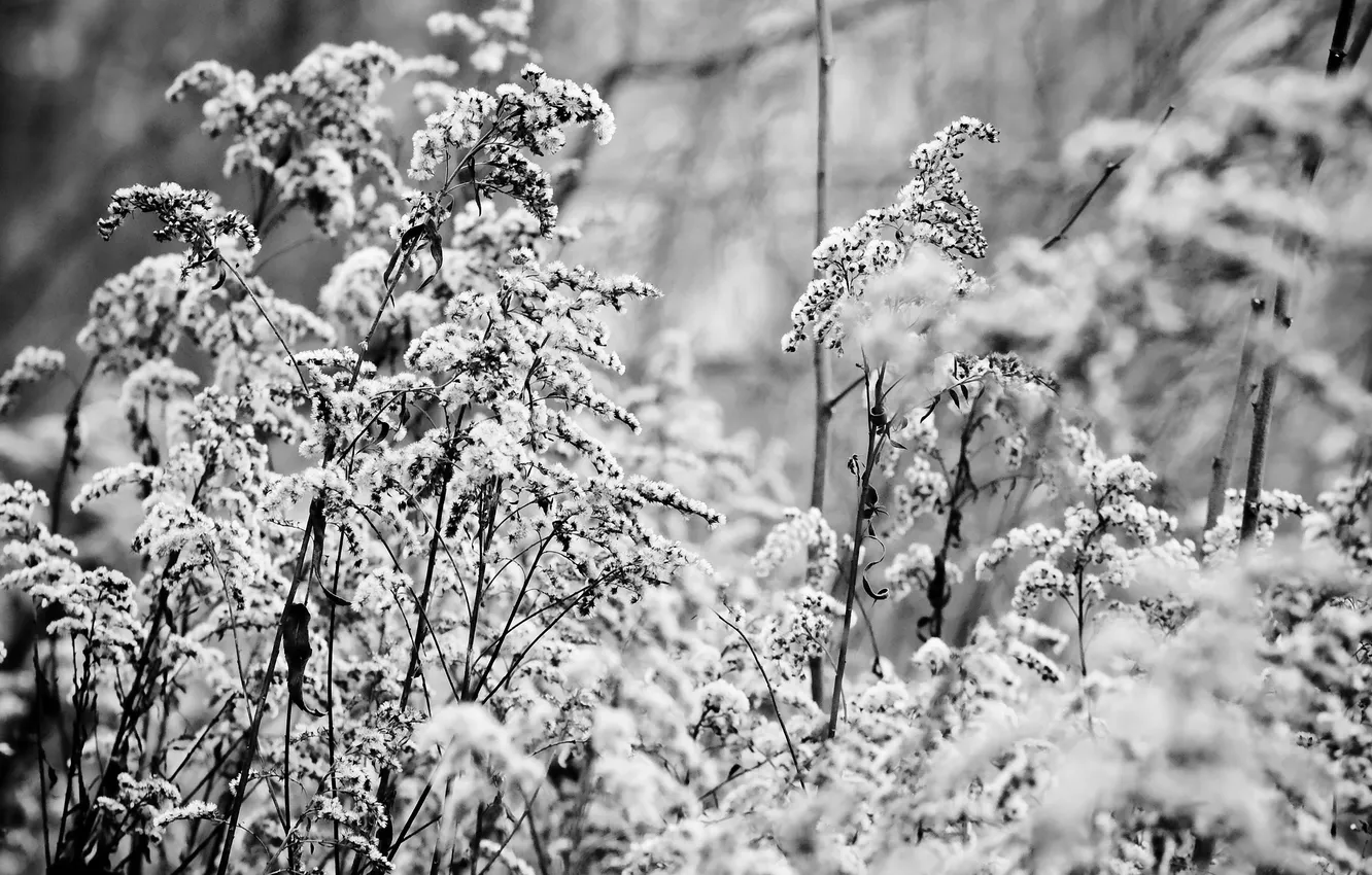 Photo wallpaper grass, macro, snow, nature, plant, b/W, grass, nature