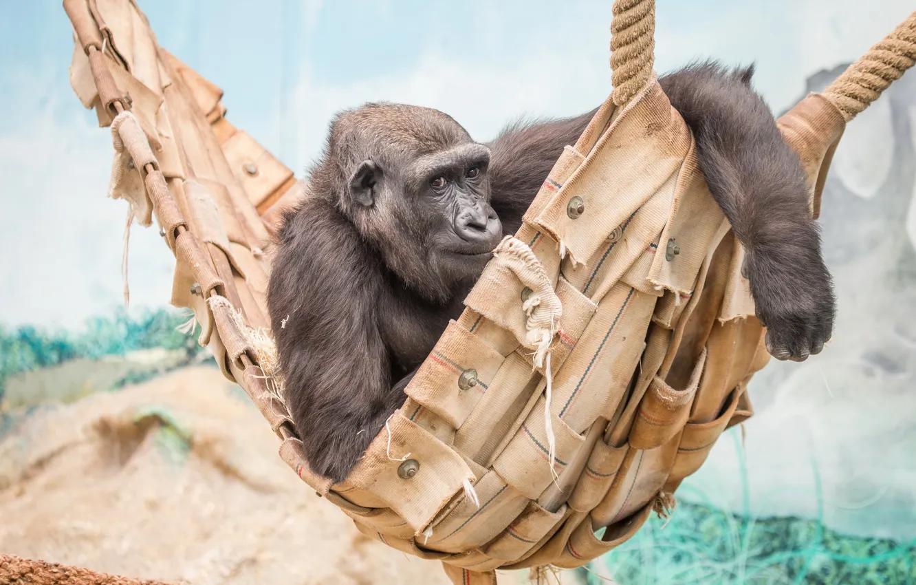 Photo wallpaper look, monkey, zoo