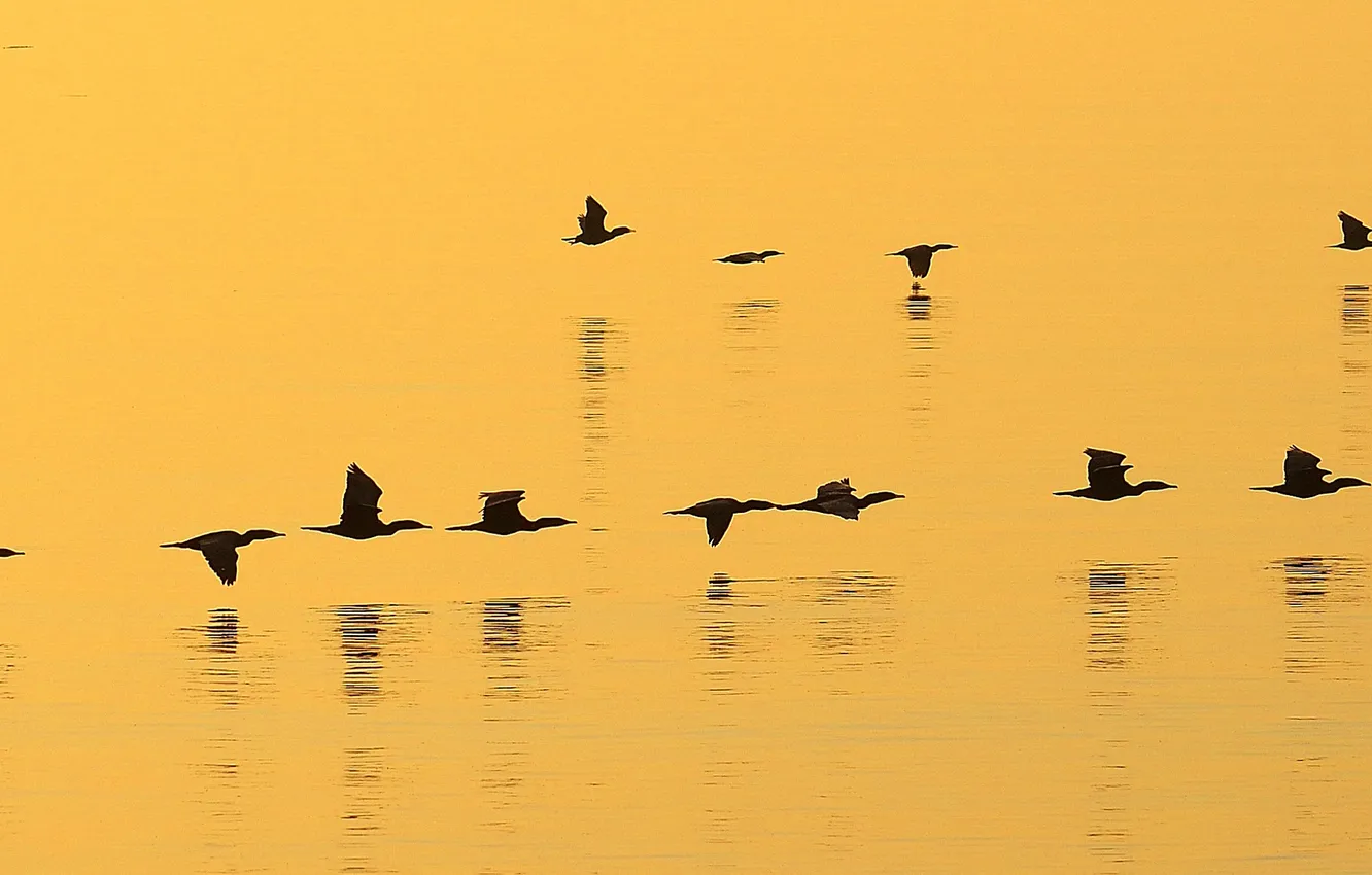 Photo wallpaper water, flight, bird, color, silhouette, cant