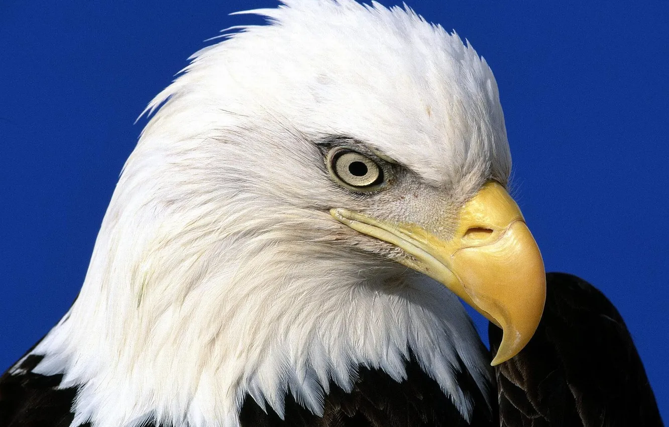 Photo wallpaper macro, nature, bird