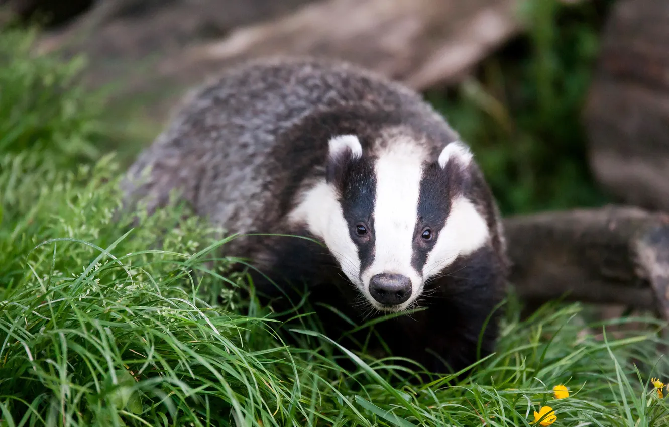 Photo wallpaper grass, look, portrait, face, badger