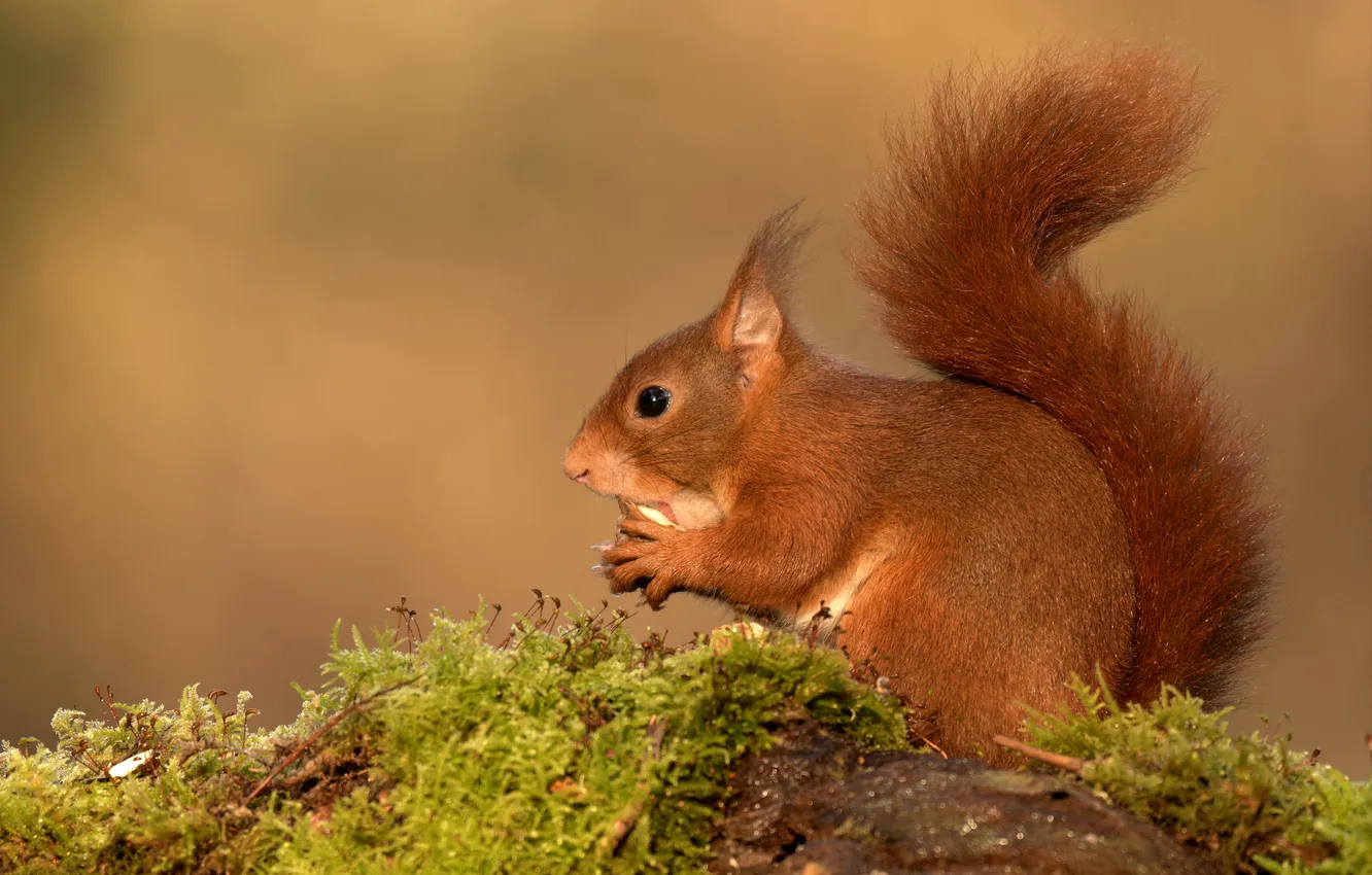 Photo wallpaper look, moss, protein, tail, profile, red, face, meal