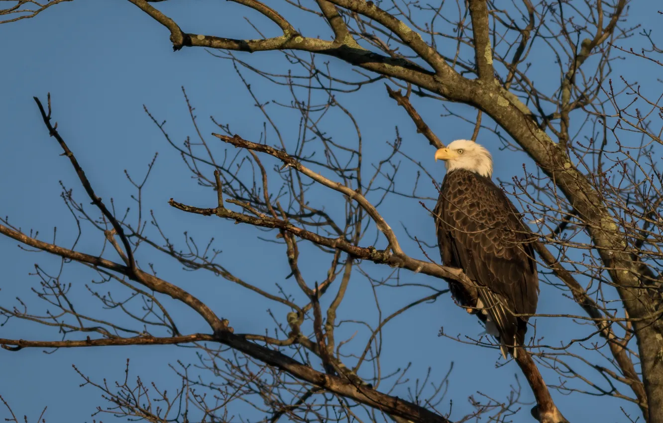 Photo wallpaper the sky, trees, branches, bird, bald eagle