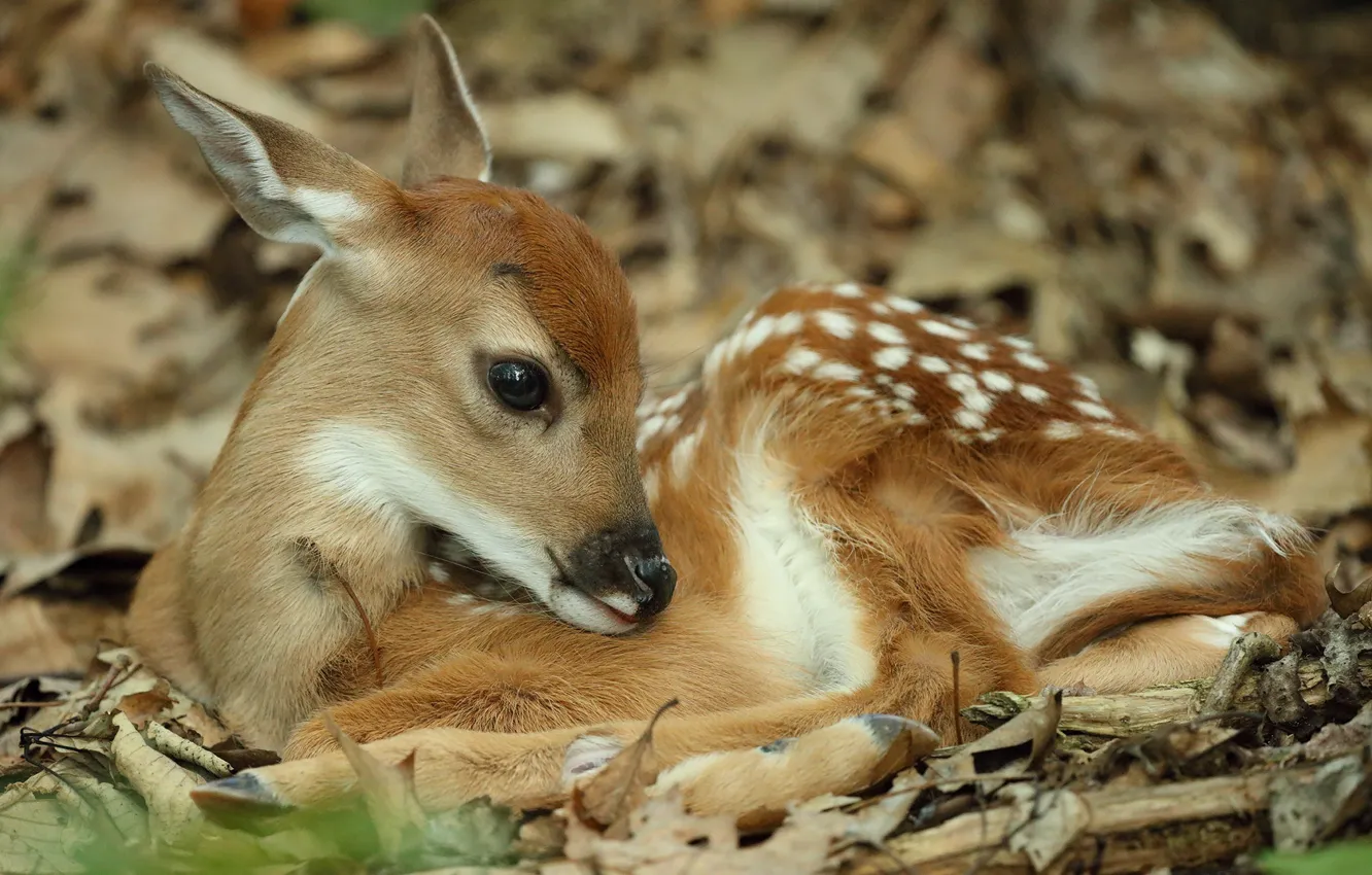Photo wallpaper baby, cub, fawn, white-tailed deer