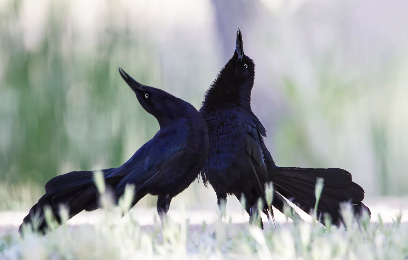 Photo wallpaper bird, dance, beak, tail, bolshevaty grackle