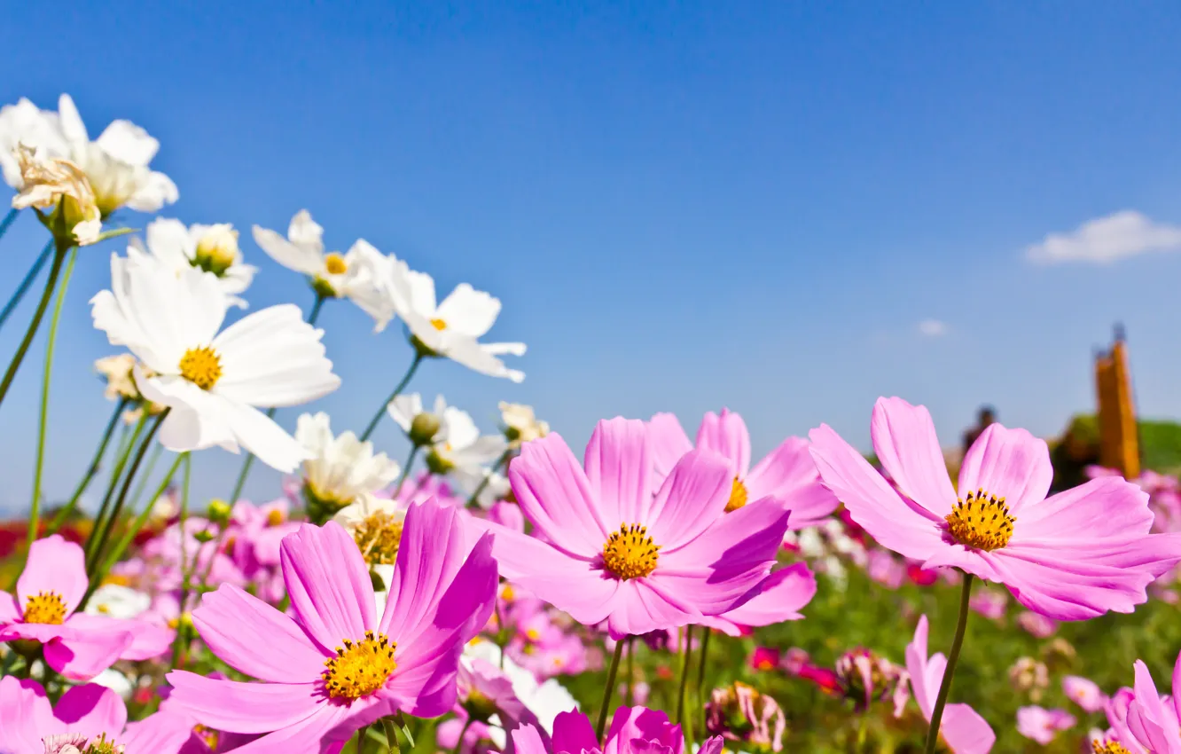 Photo wallpaper field, summer, the sky, the sun, flowers, summer, pink, field