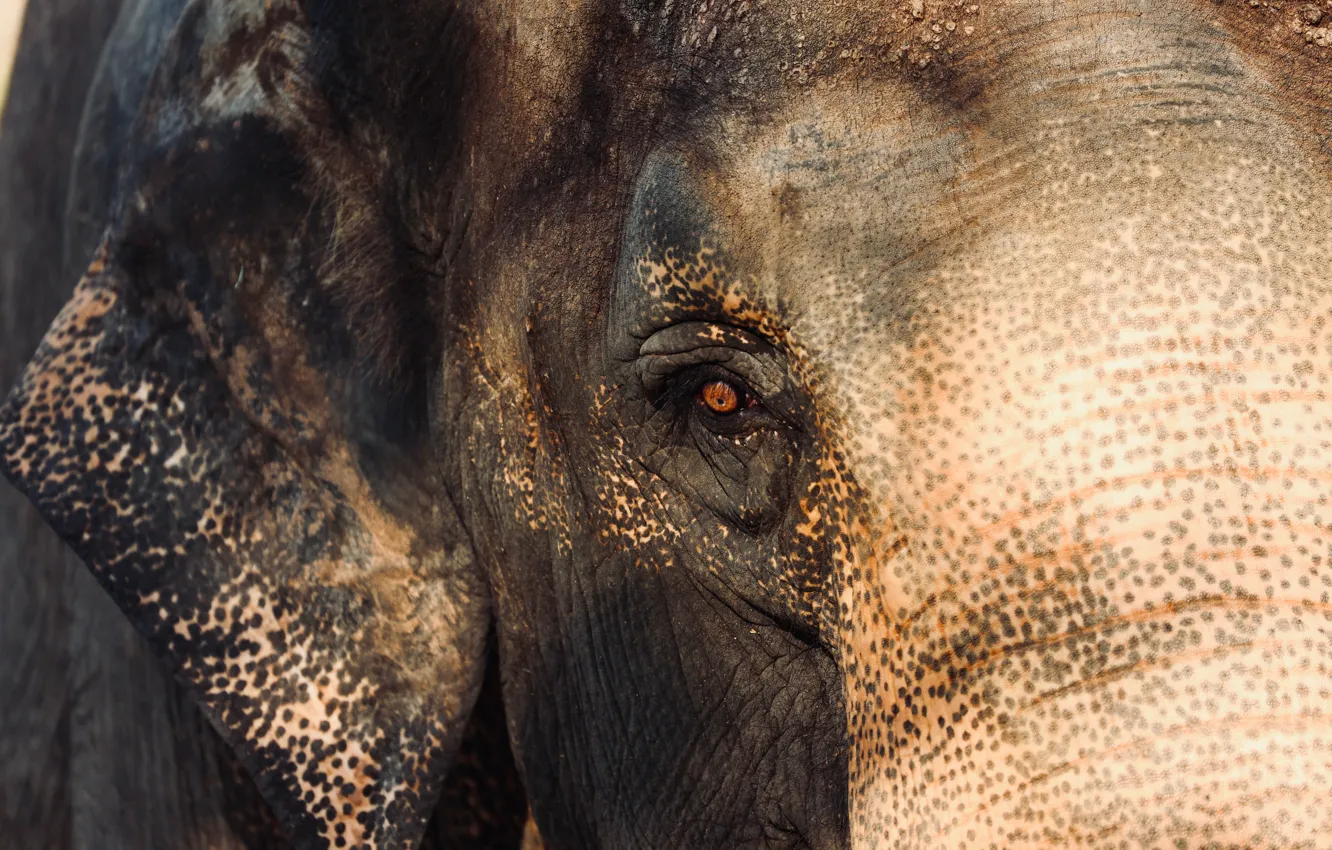 Photo wallpaper big, animal, eye, Elefant, Dickens Lin