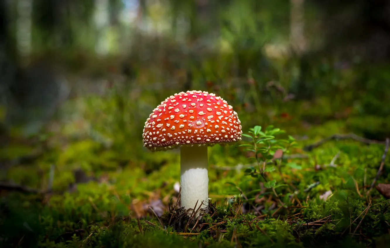 Photo wallpaper greens, forest, red, glade, mushroom, moss, mushroom, bokeh