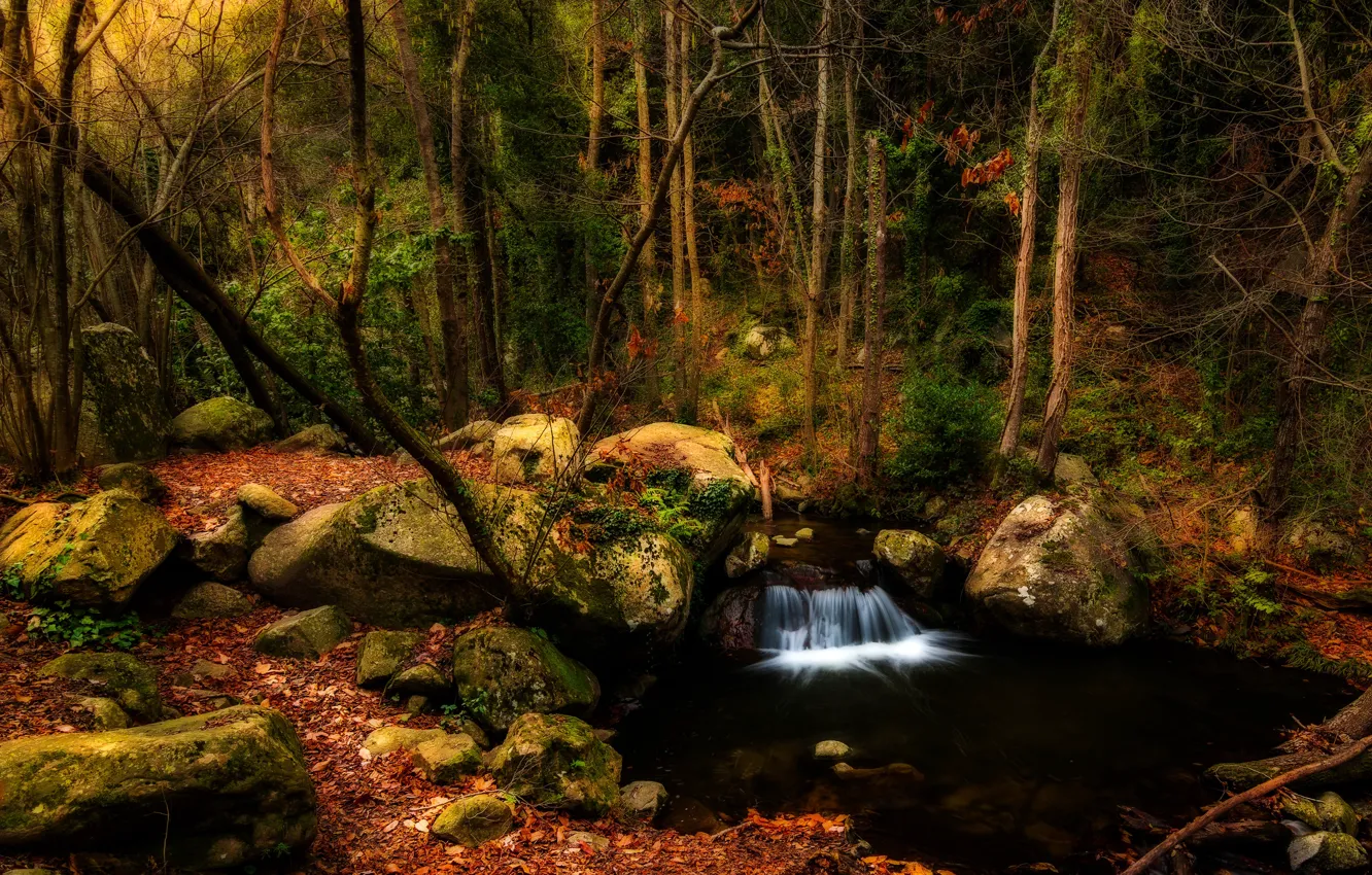 Photo wallpaper autumn, forest, leaves, trees, stream, stones, waterfall, moss