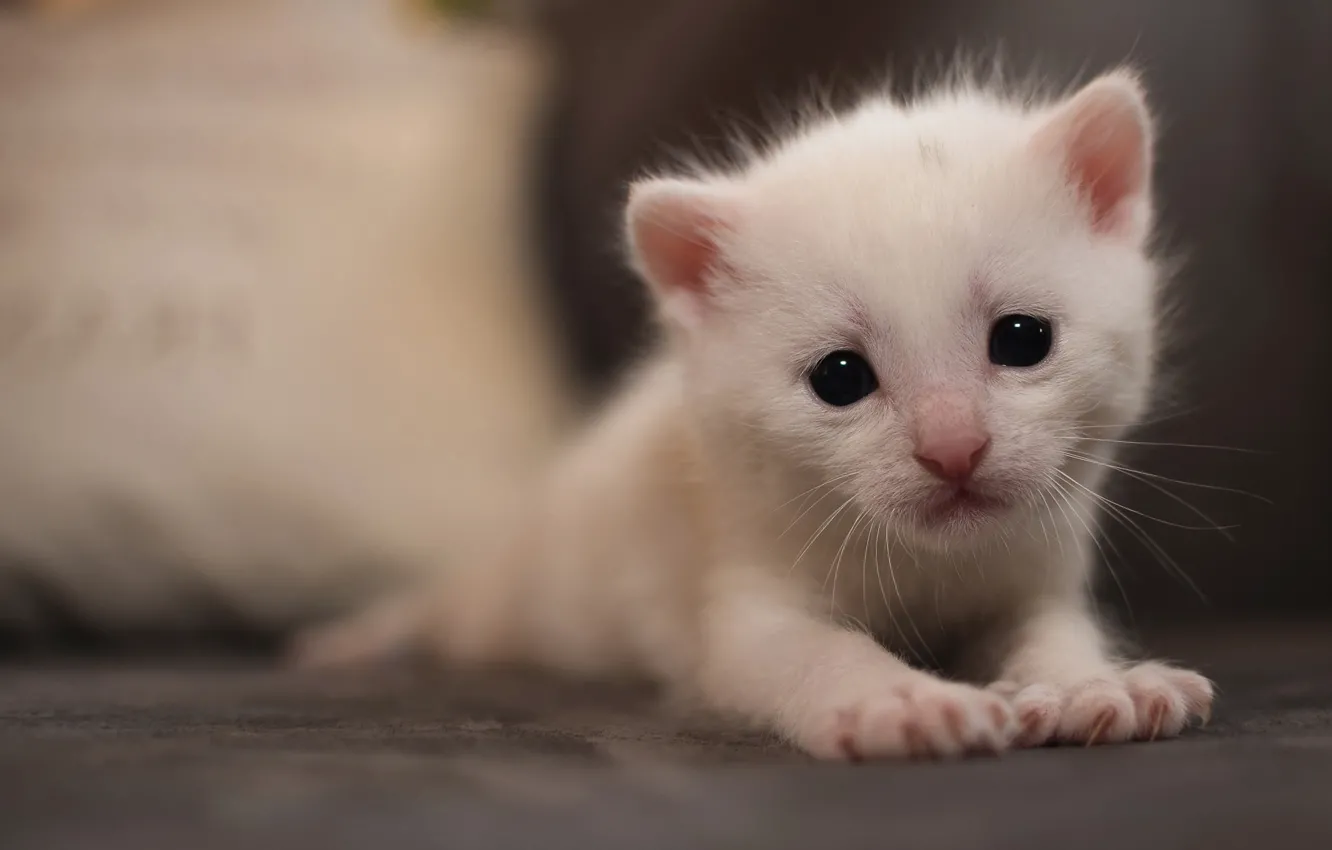 Photo wallpaper cat, white, cat, kitty, background, portrait, eyes, small