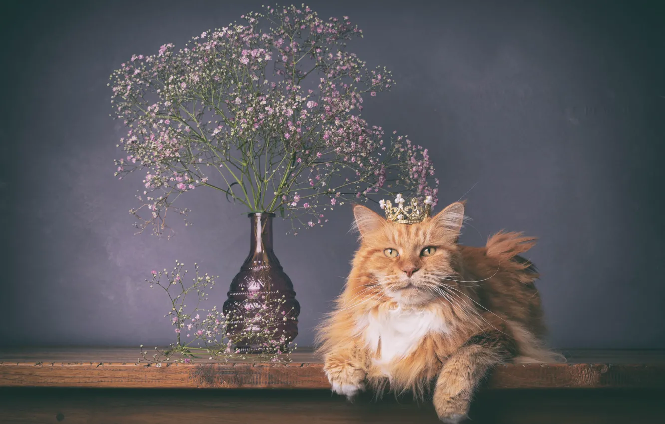 Photo wallpaper cat, cat, flowers, red