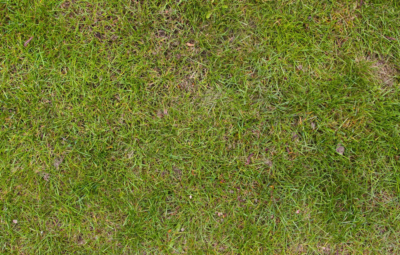 Photo wallpaper grass, land, soil, plant life