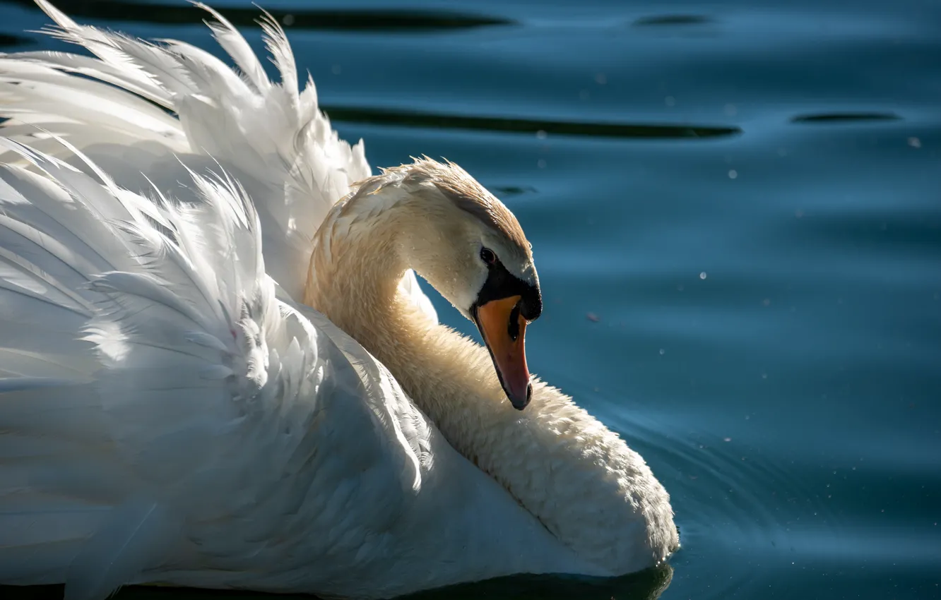 Photo wallpaper white, water, light, nature, pose, bird, portrait, wings