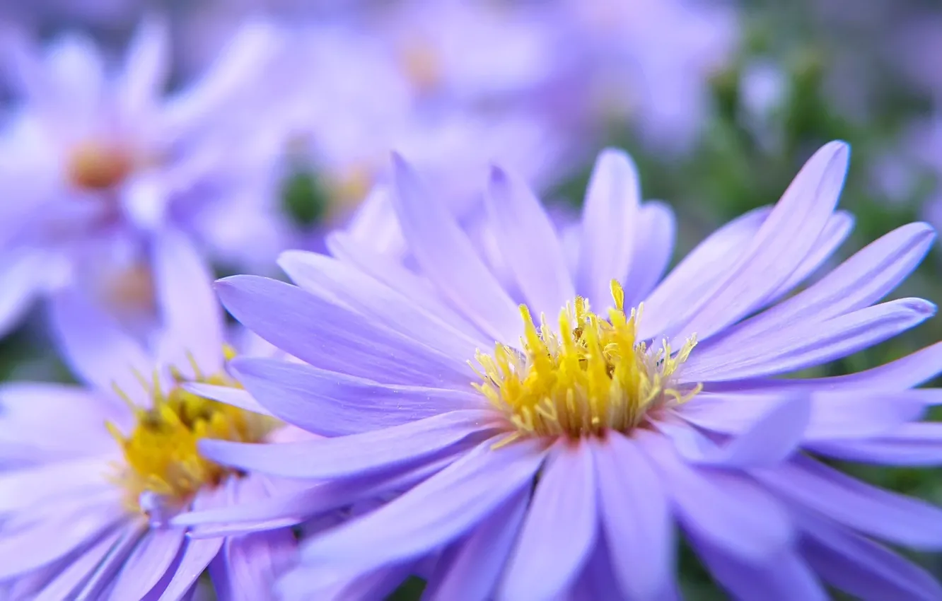 Photo wallpaper macro, yellow, petals, lilac