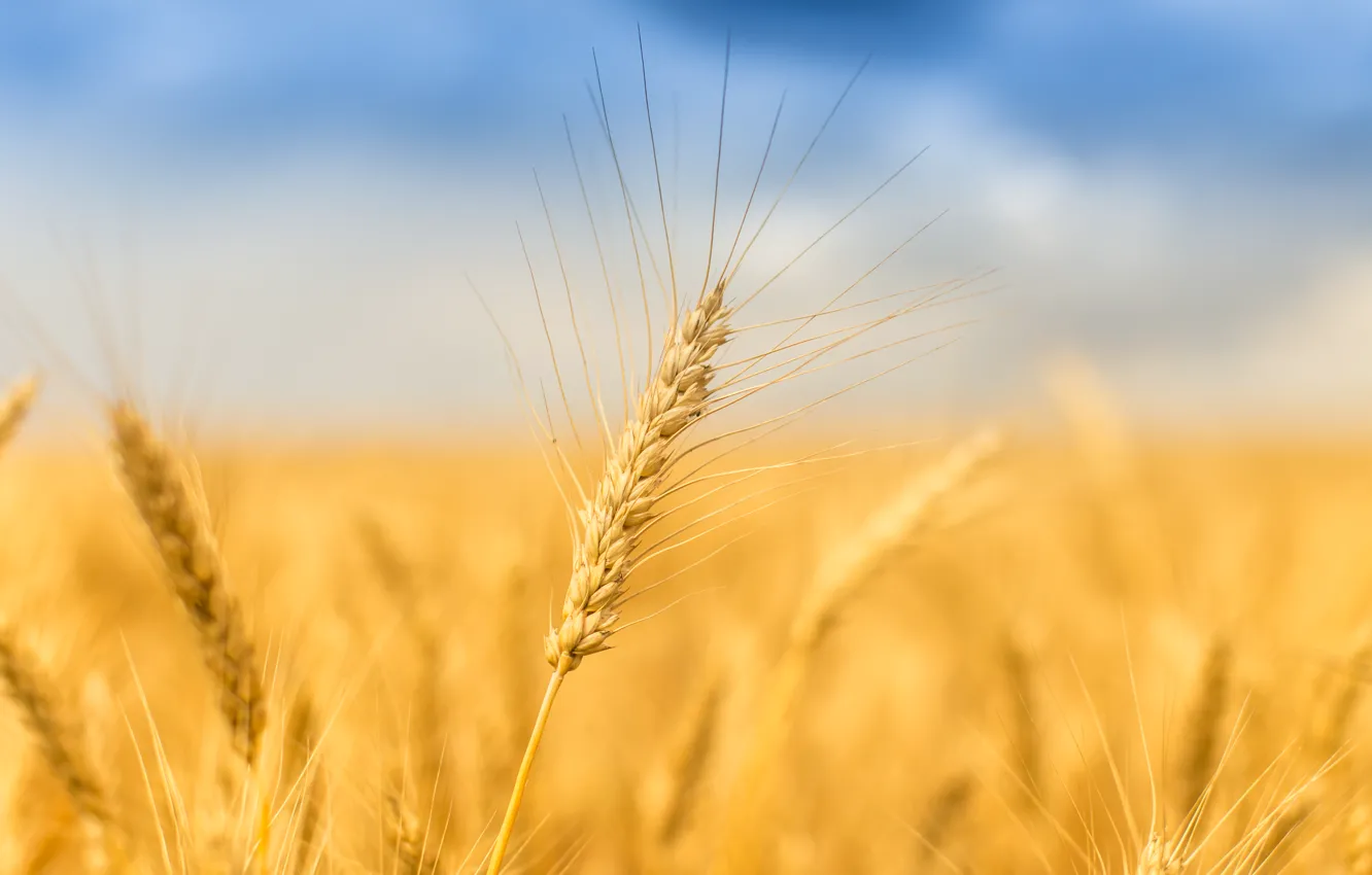 Photo wallpaper wheat, field, summer, spikelets