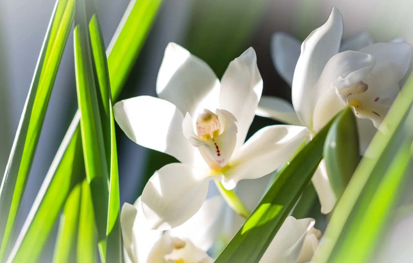 Photo wallpaper leaves, Orchid, white Orchid