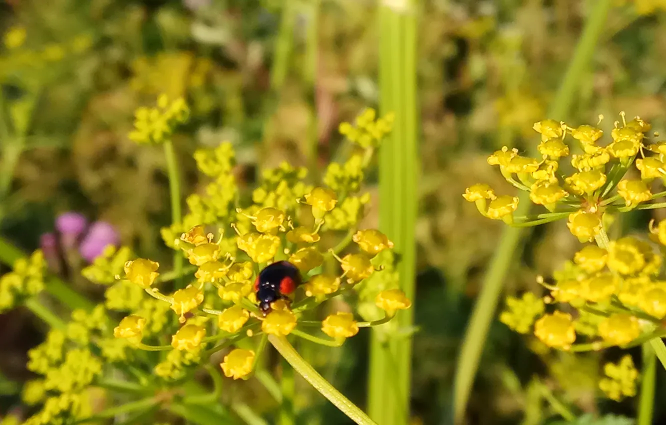 Photo wallpaper macro, flowers, bug, ladybug