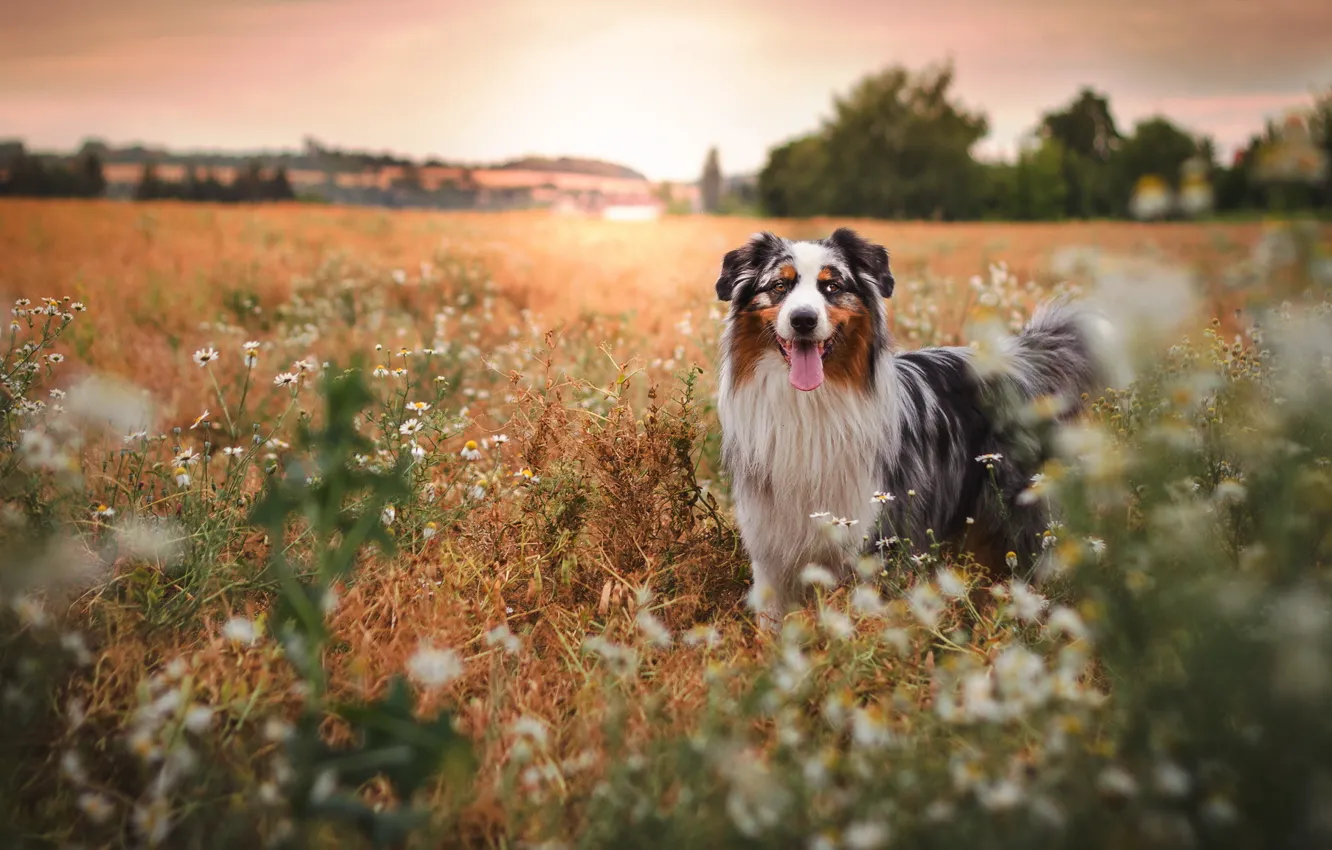 Photo wallpaper summer, flowers, dog, dog, Aussie, Wallpaper from lolita777