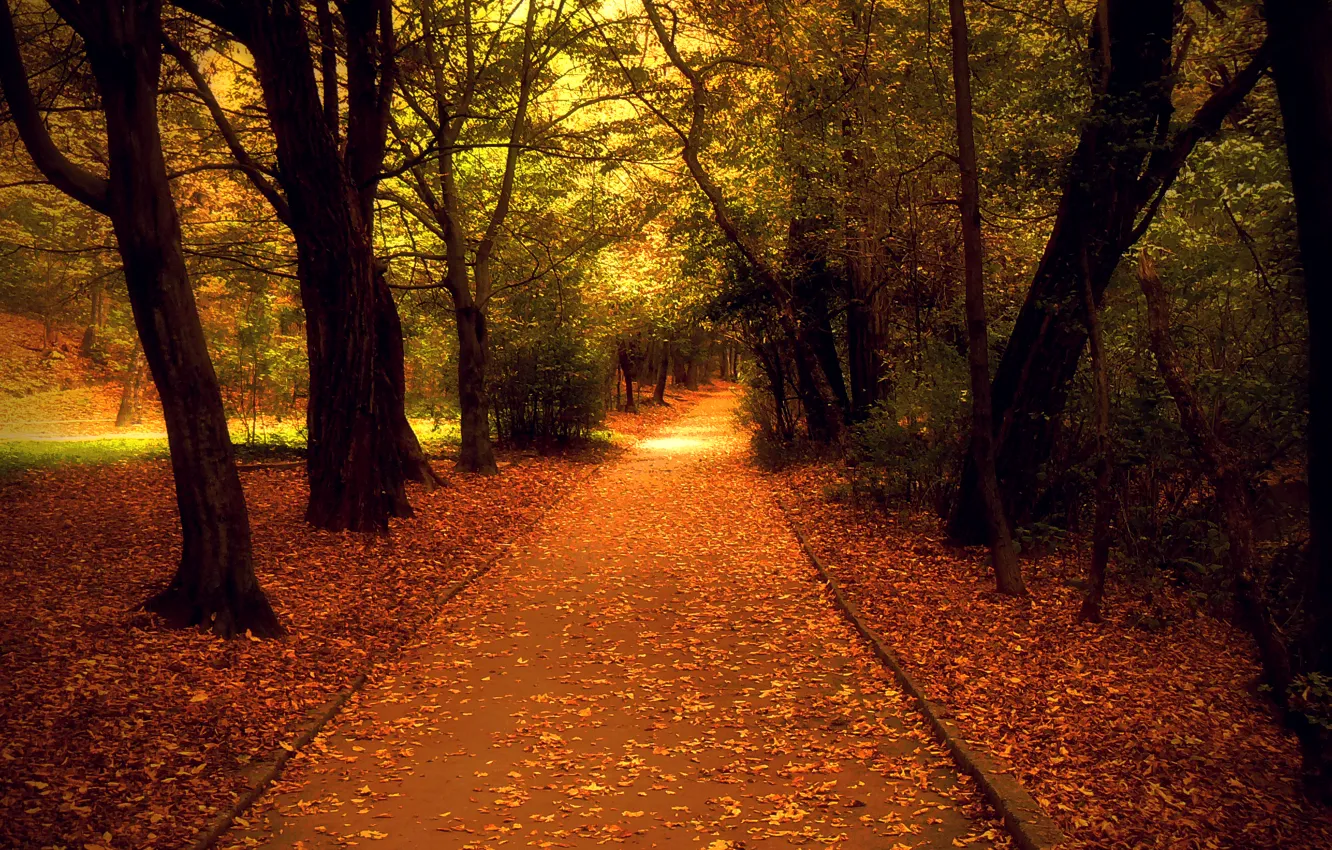 Photo wallpaper autumn, leaves, trees, Park, track, alley, falling leaves, trees