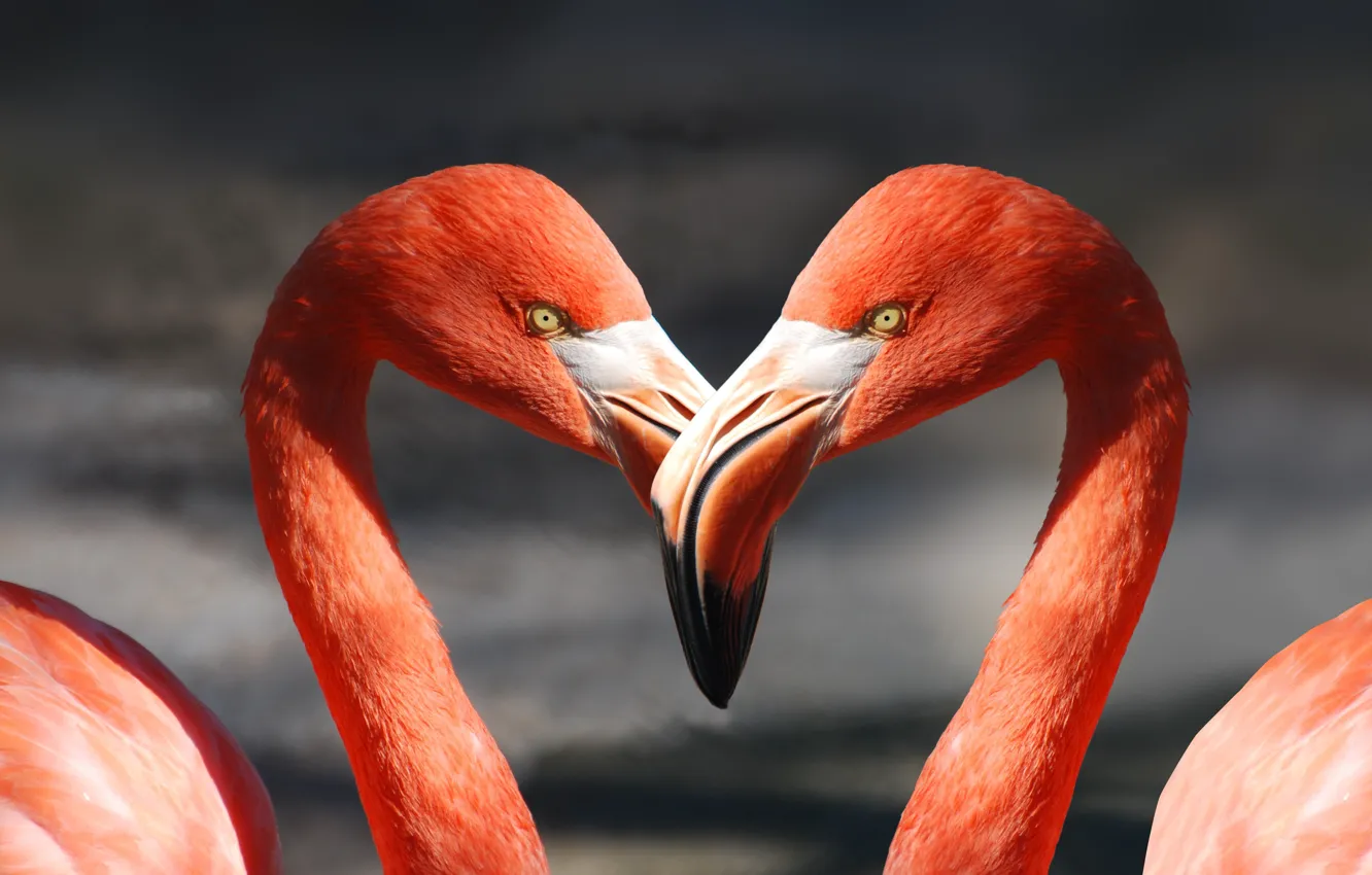 Photo wallpaper look, light, love, pose, background, bird, heart, two