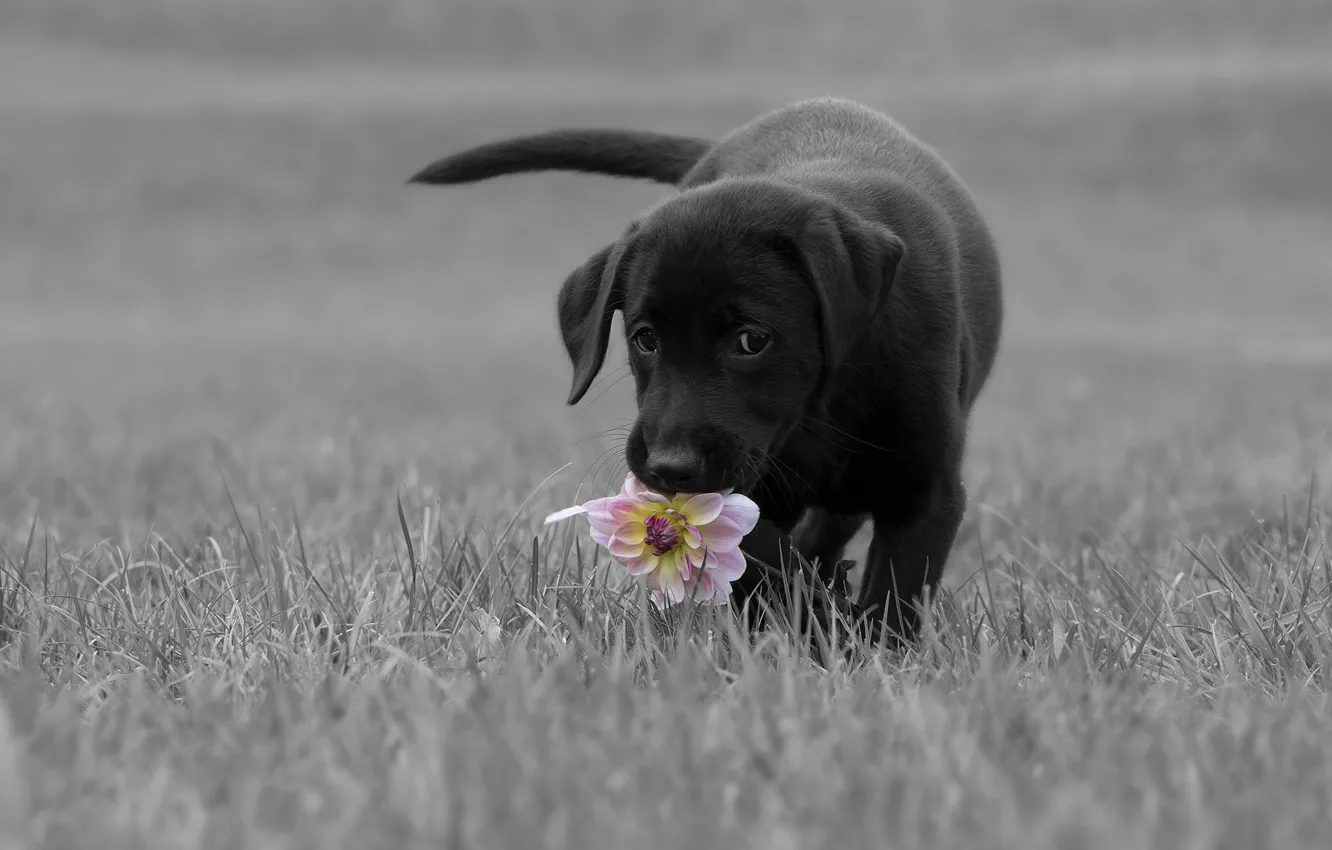 Photo wallpaper grass, look, flowers, pose, glade, black, dog, baby